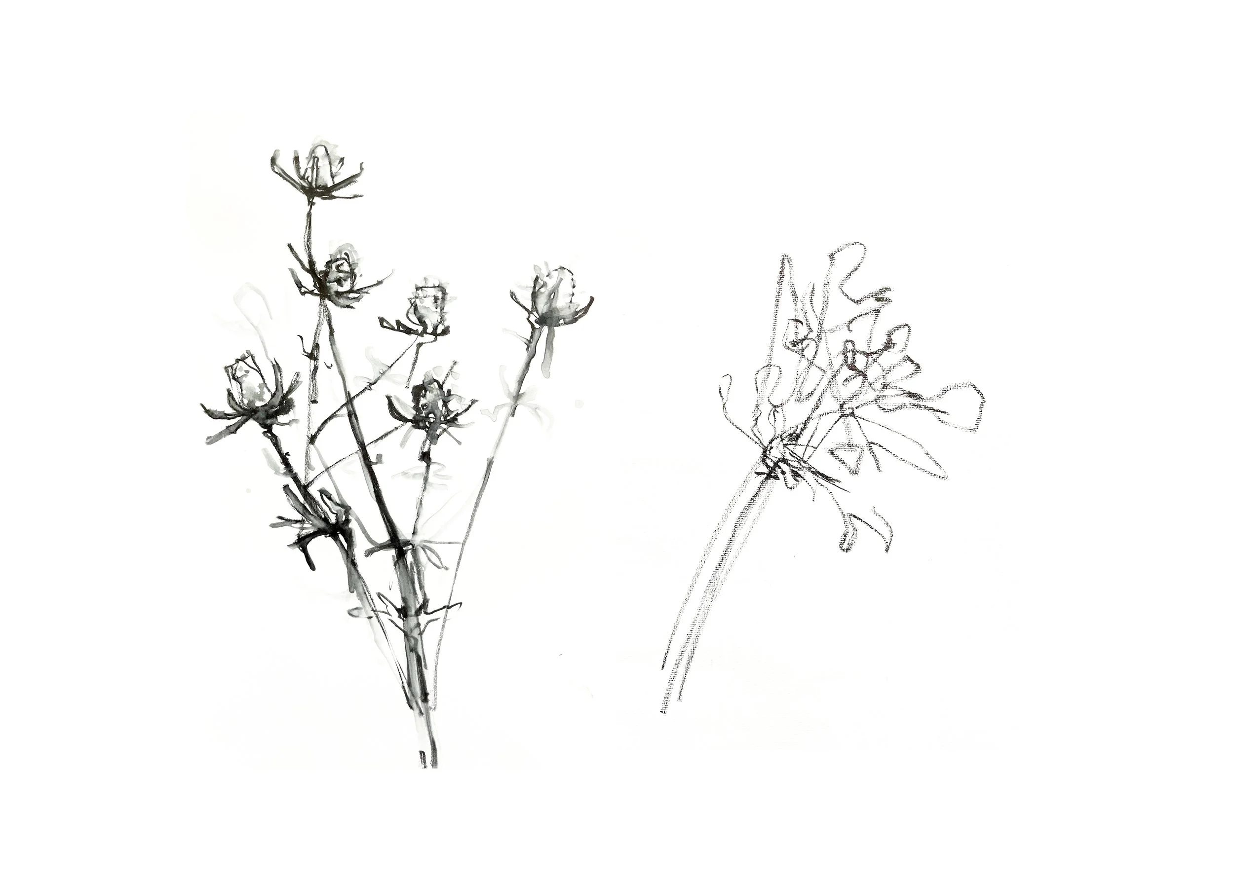 Sketch of two plants, one on the left with multiple flower heads and a smaller one on the right with fewer flowers.
