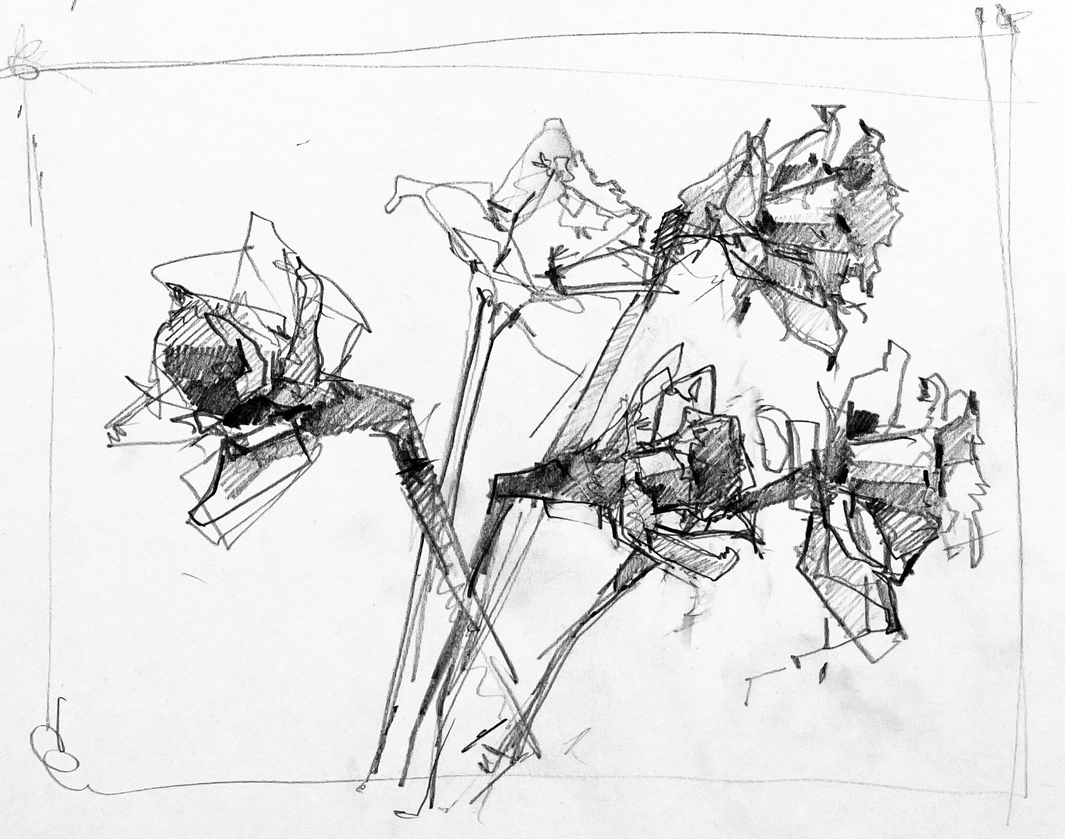 Daffodil sketch 2.jpg