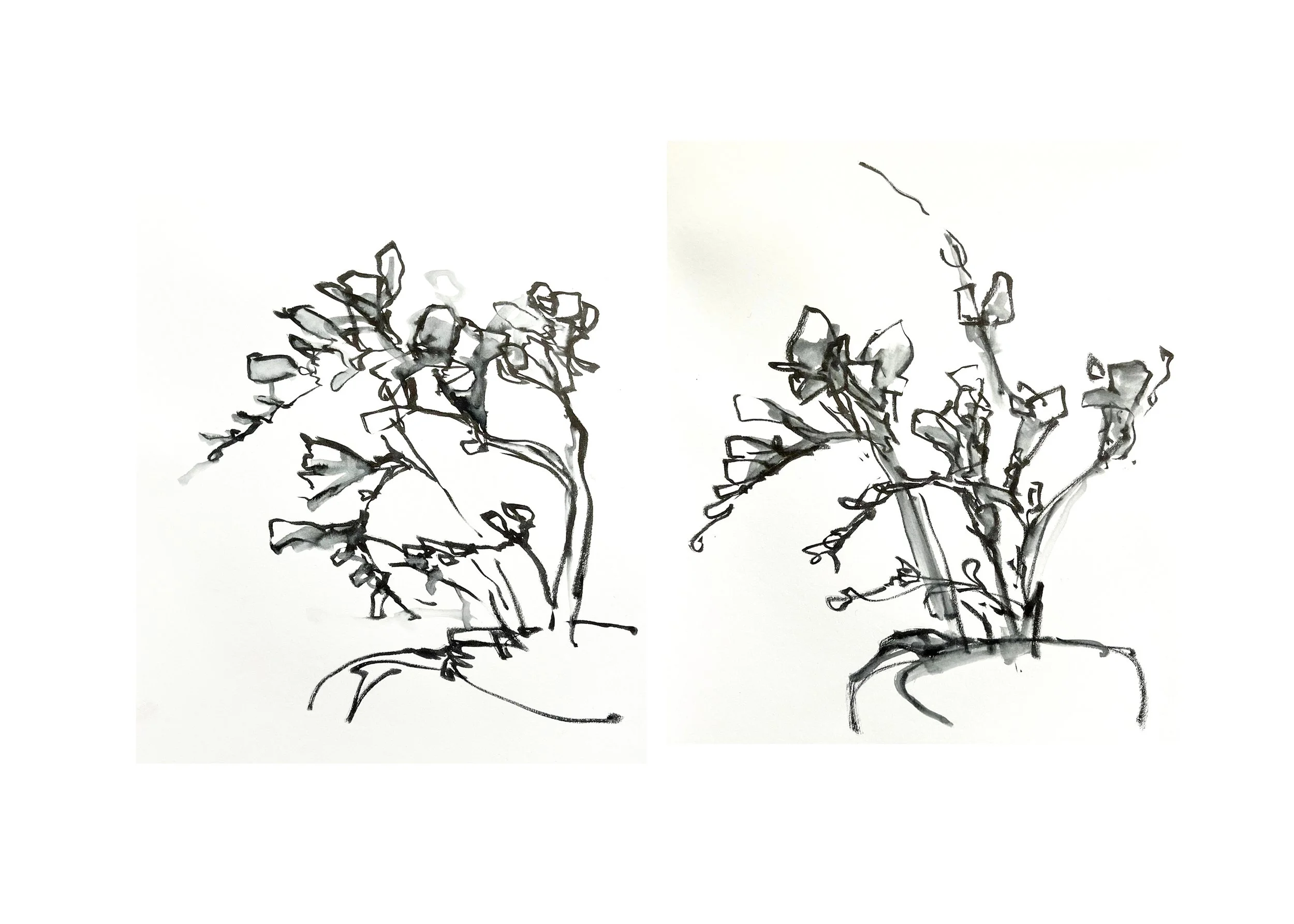 Freesias Sketches, ink on paper, 