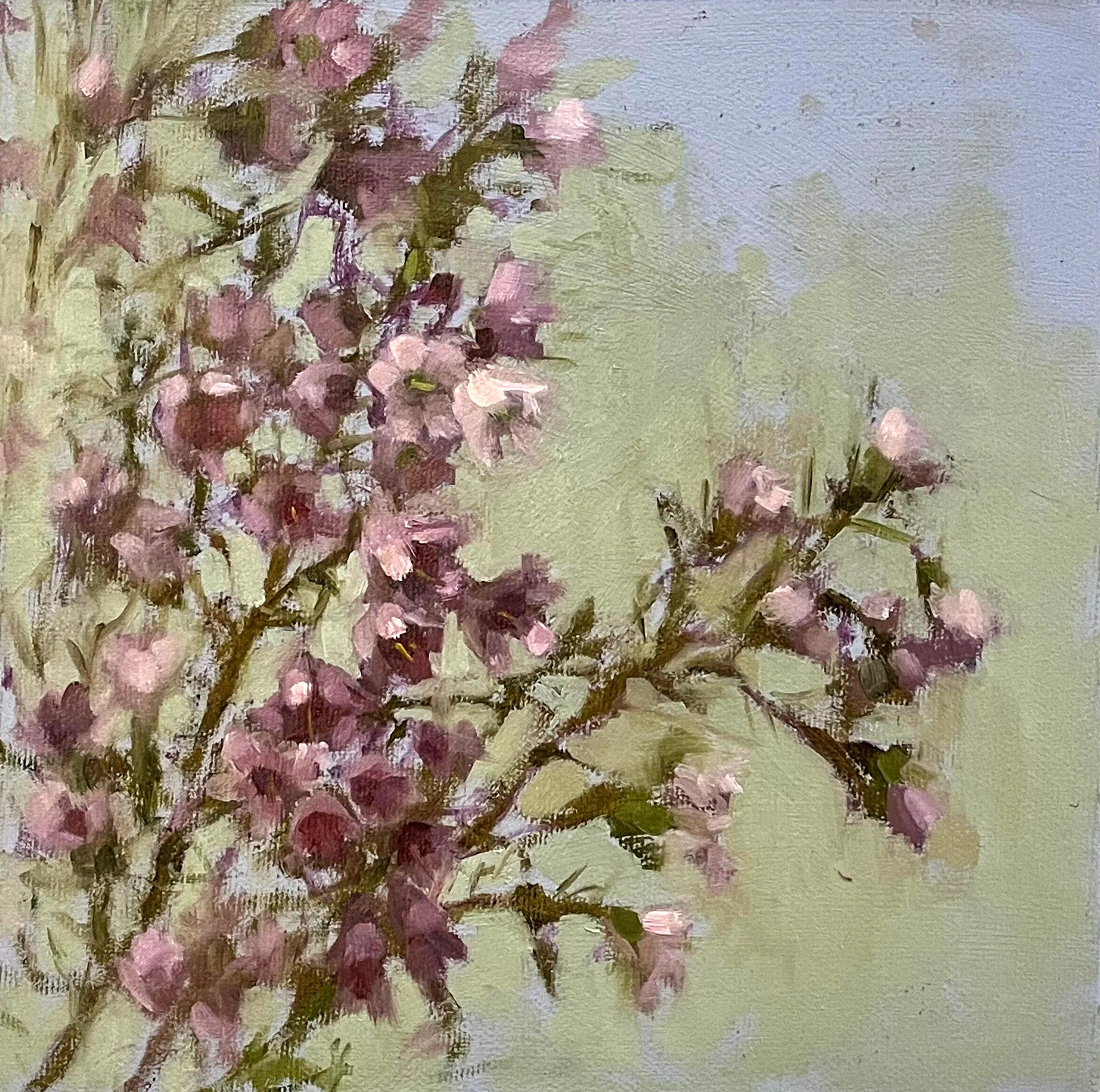 Spring Waxflowers, 2026, oil on board, 20x20cm 