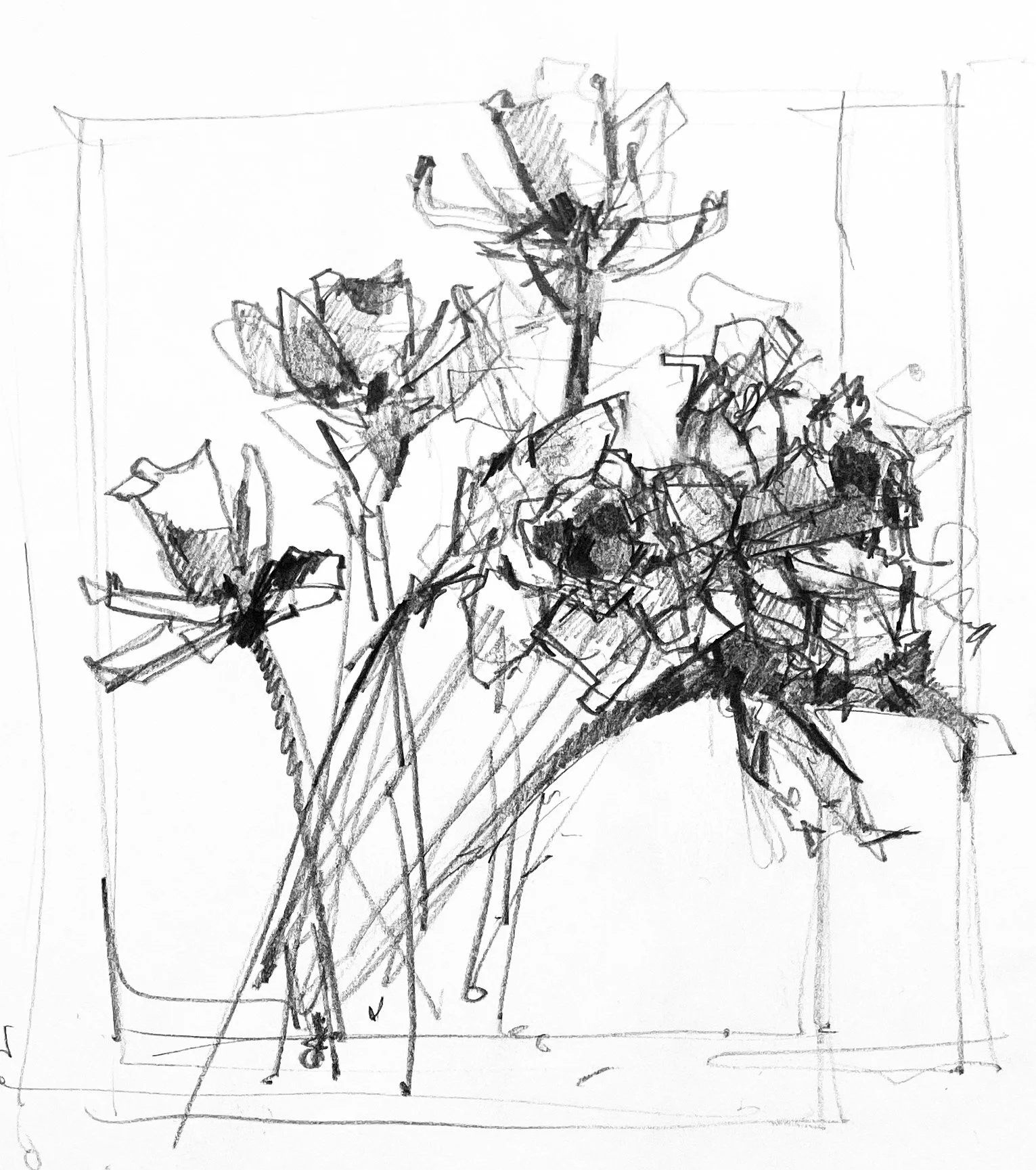 Daffodils sketch