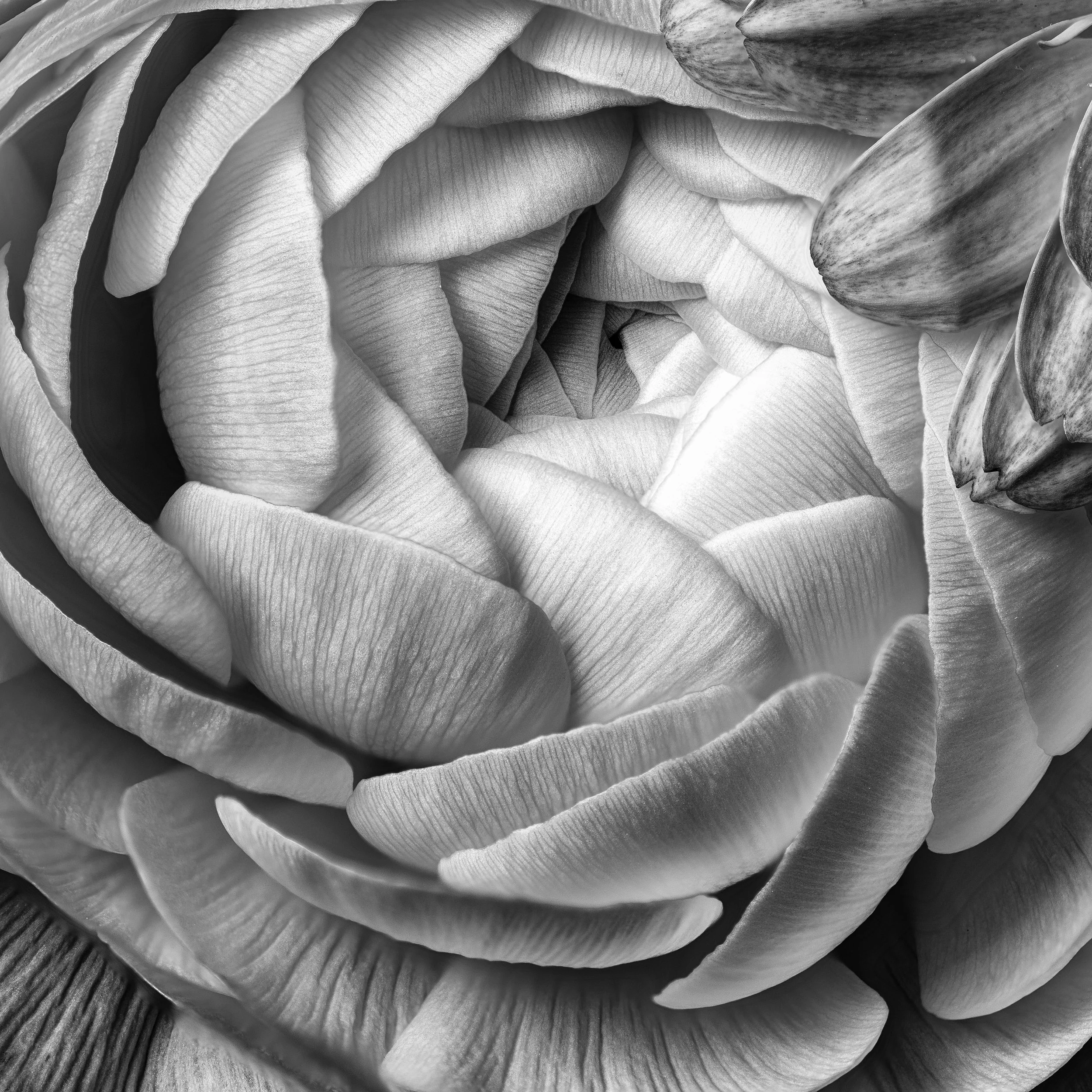 006 - 1402_Blüten_45899ff-edit.jpg