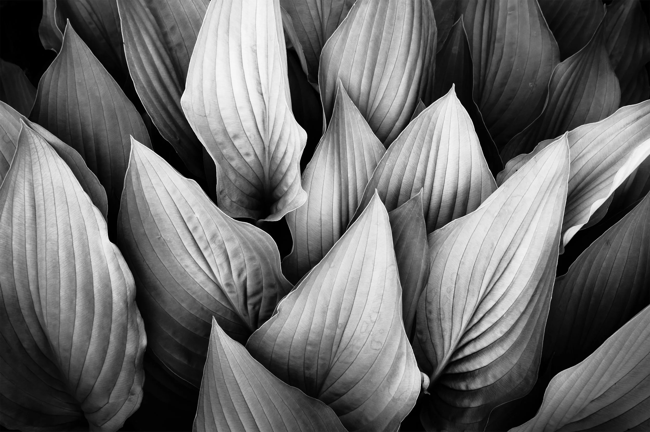 004 - 1005_Garten_13824-edit.jpg