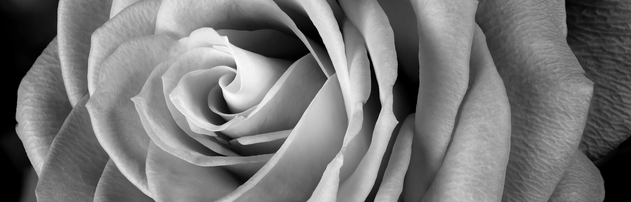 005 - 1401_Rose_45826_stacked-edit.jpg