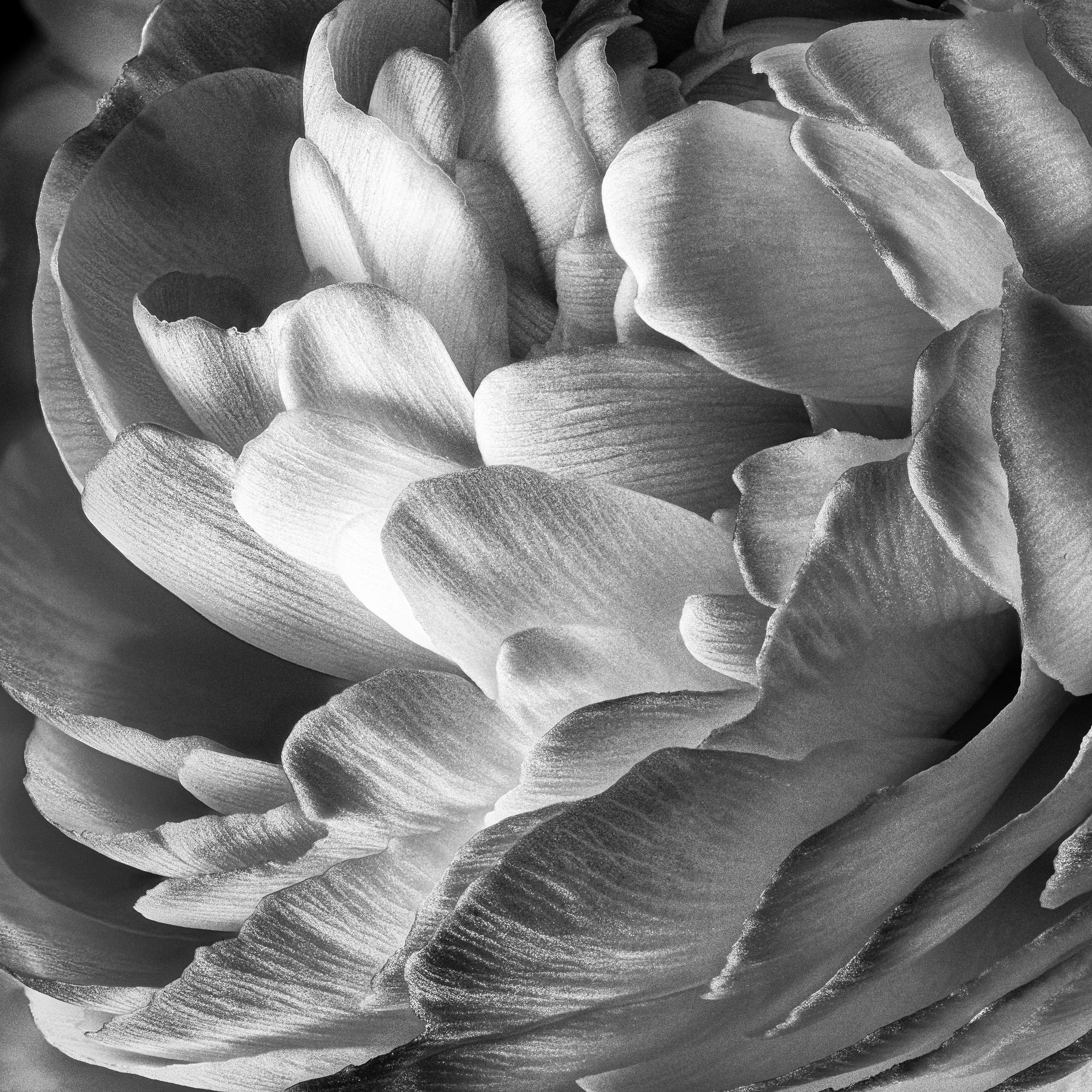 007 - 1402_Blüten_46095ff_MethodeC-edit.jpg