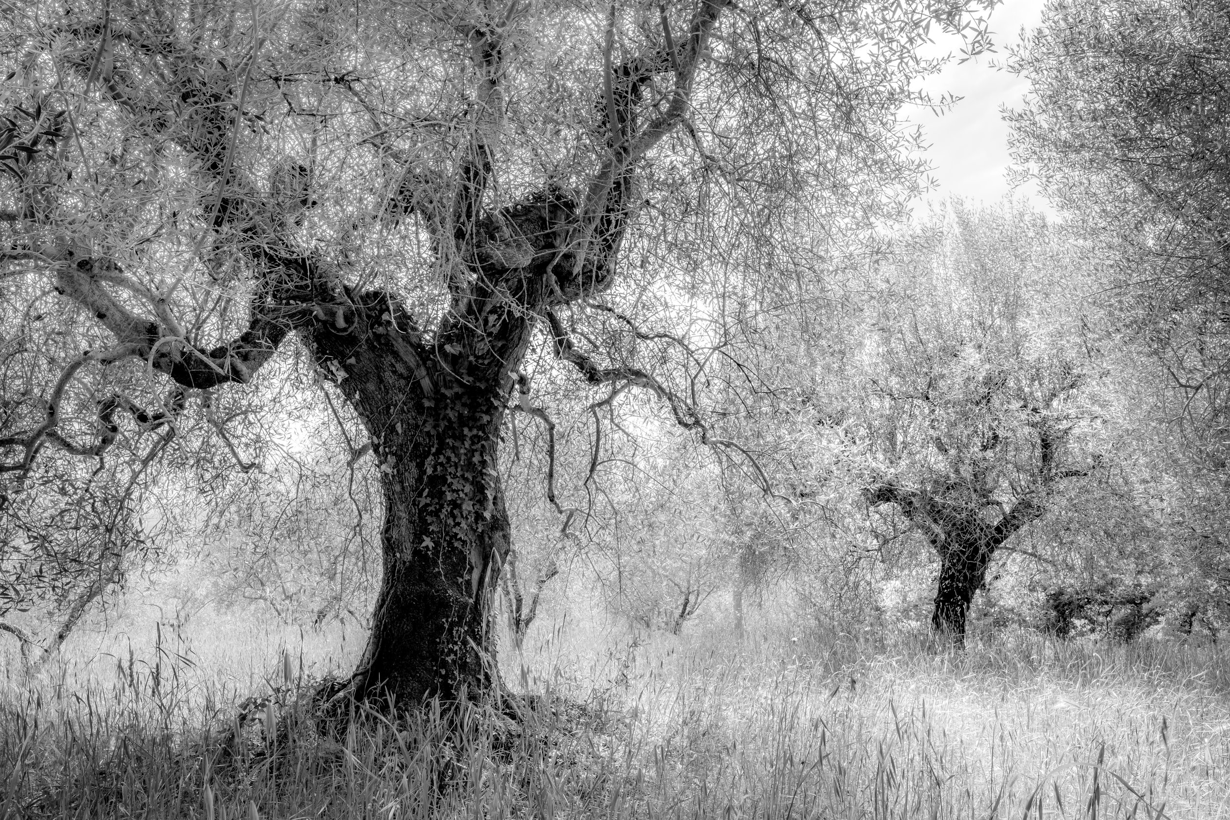 011 - 2505_Pienza_105633.jpg