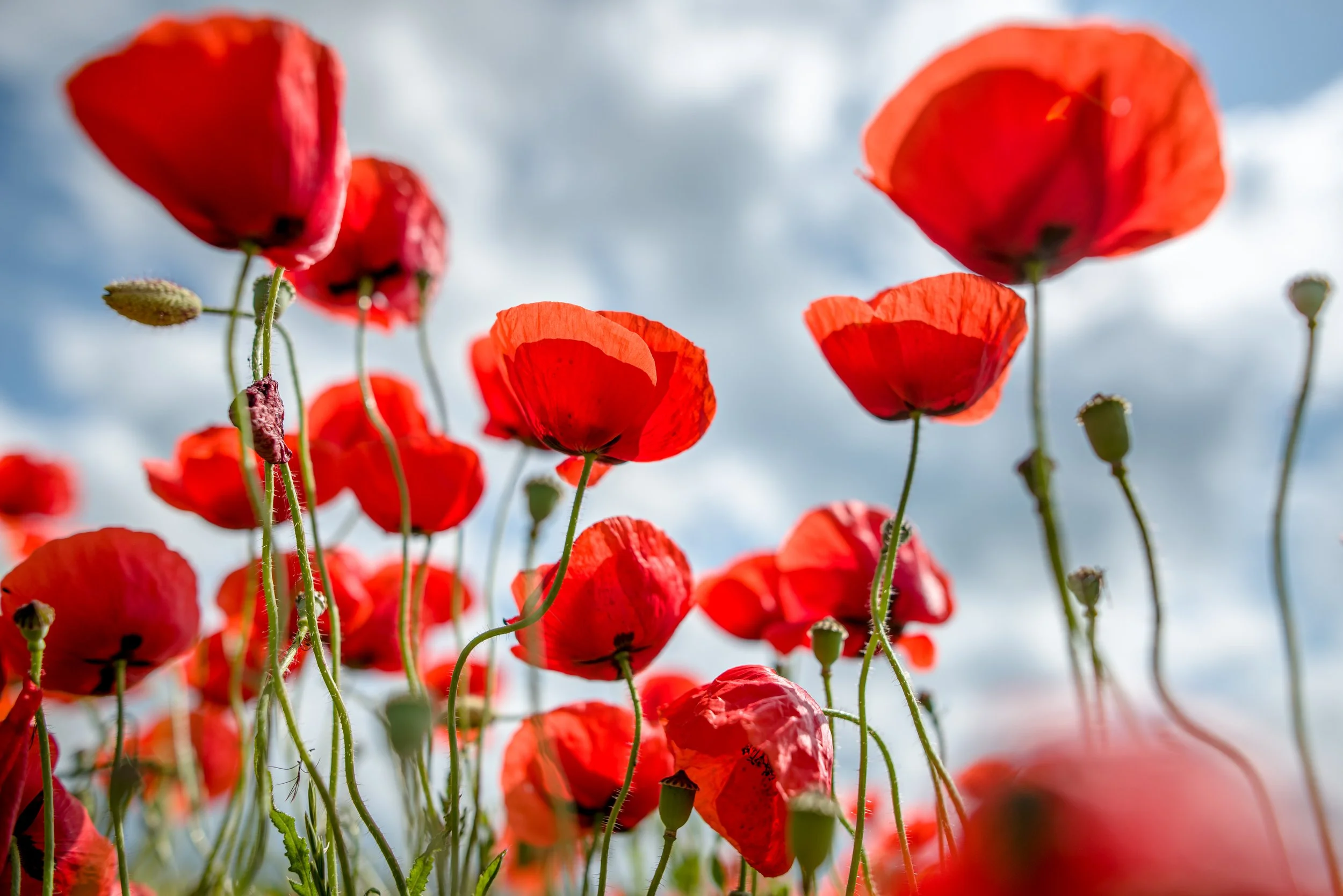 001 - 1906_MohnEisingen_78056.jpg