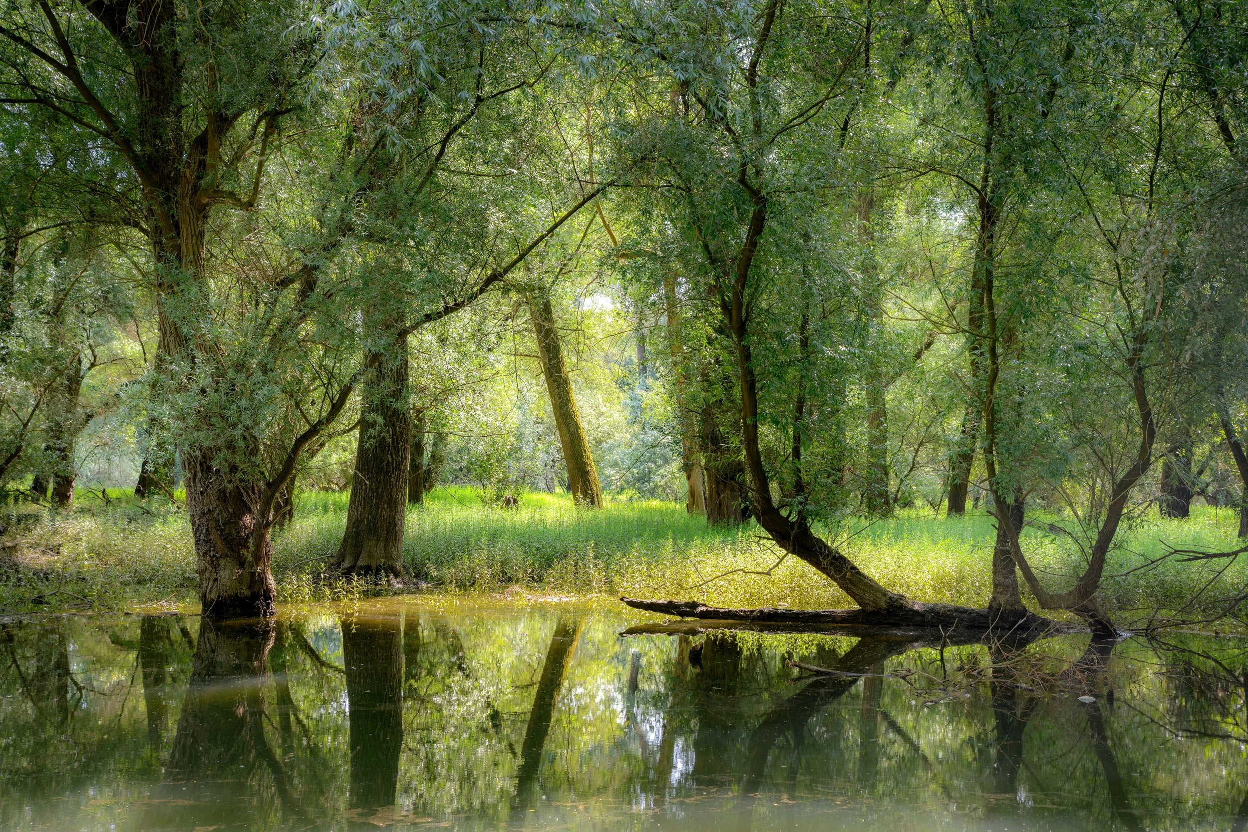 001 - 2506_Altrhein_106406.jpg