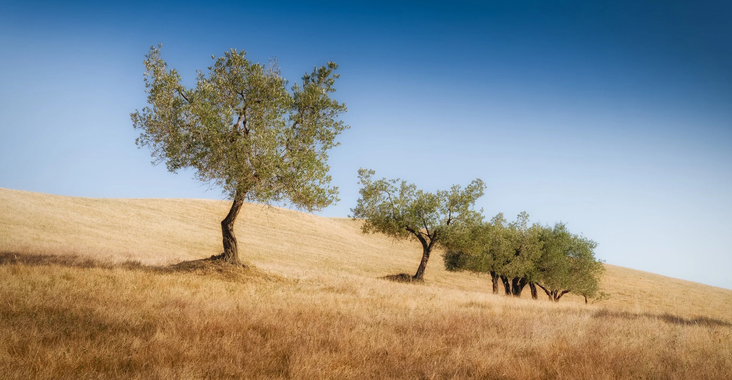 004 - 1907_Bibbona_78369-edit.jpg