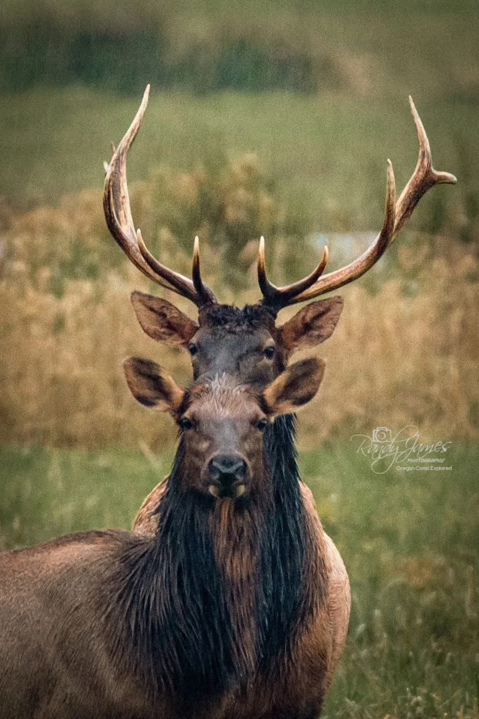 Elk