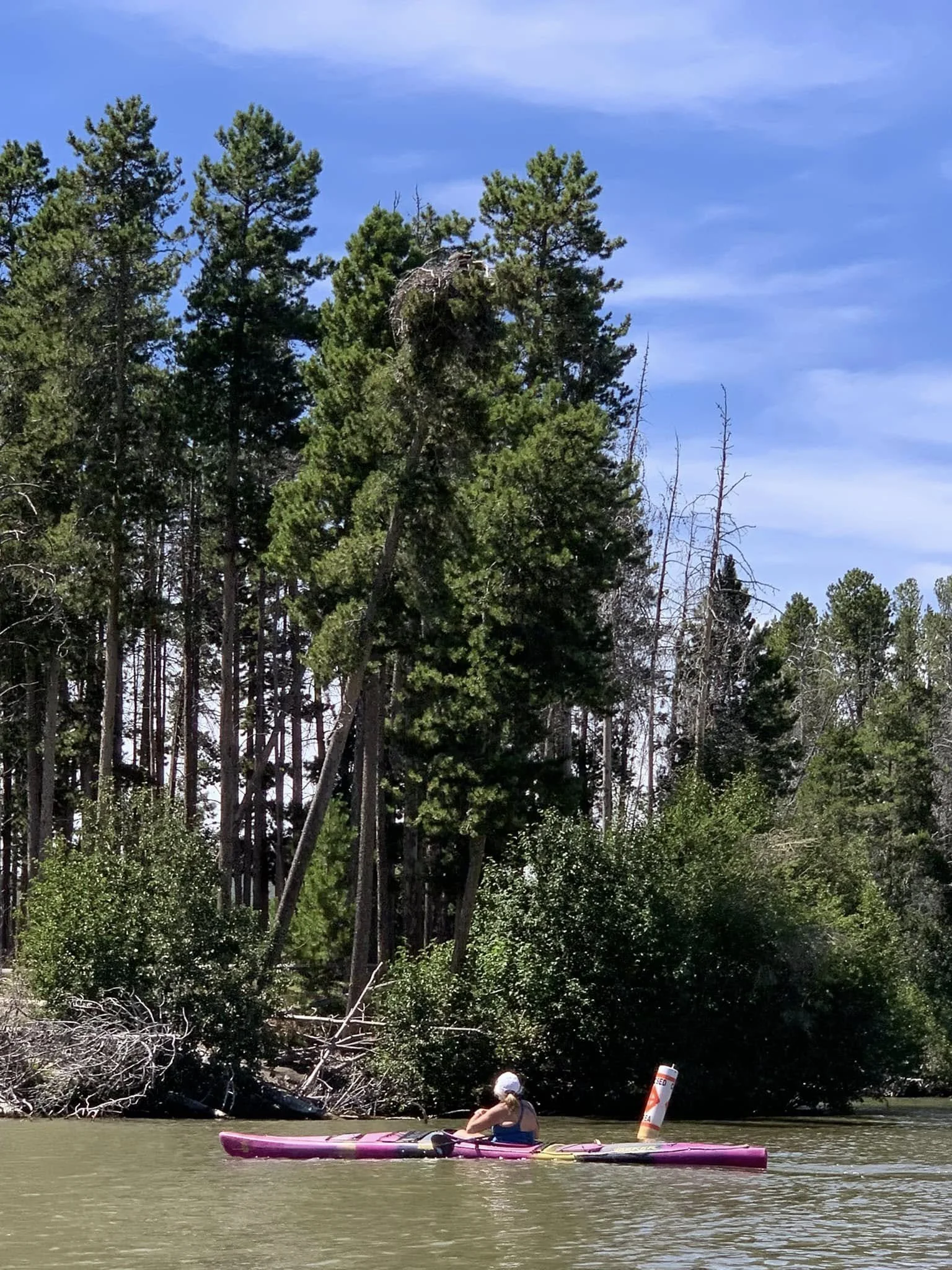 Person kayaking on a river with a forested shoreline and tall trees in the background.