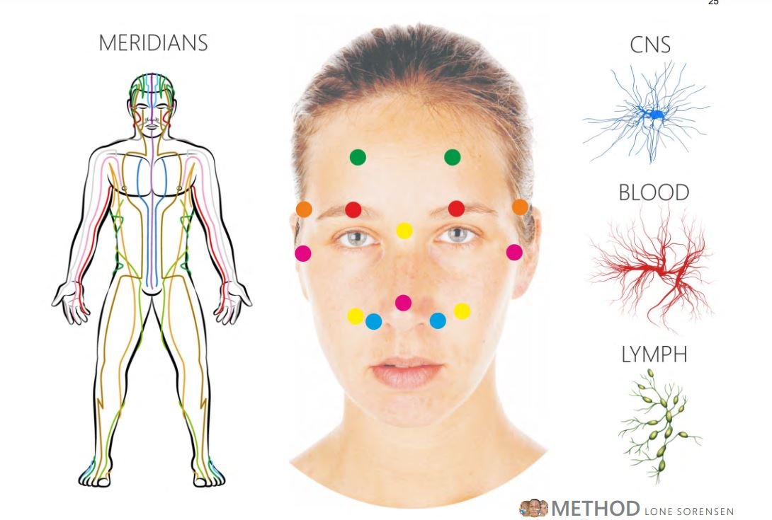 Diagram of facial acupressure points with colored dots on a woman's face, alongside illustrations of meridians, CNS, blood, and lymph systems.