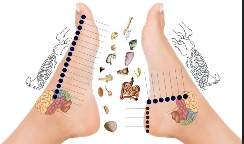 Diagram of the human feet showing reflexology points linked to various organs and body parts.