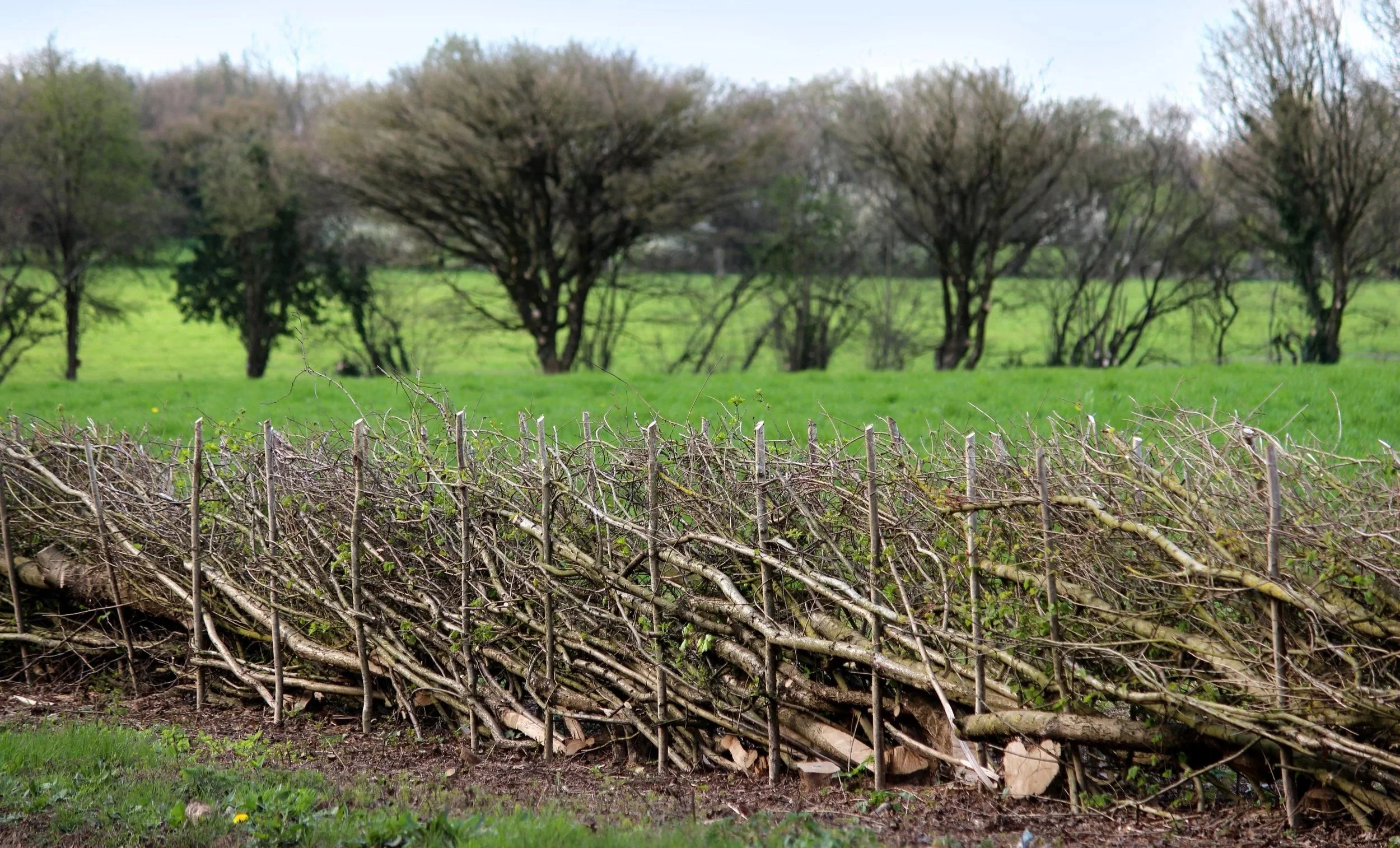 Traditional laid hedgerow restored using hedgelaying techniques in the Midlands