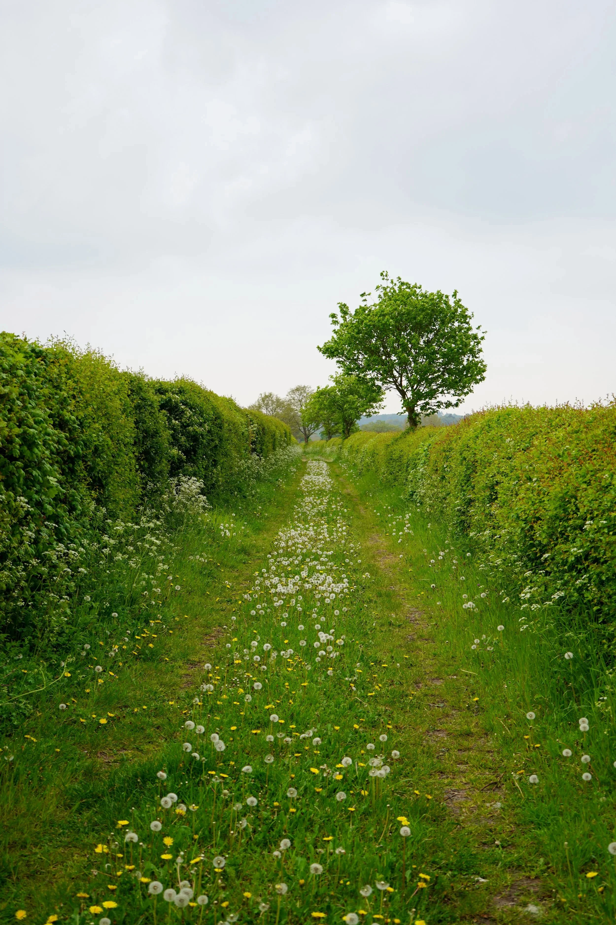 Countryside footpath bordered by mature native hedgerows