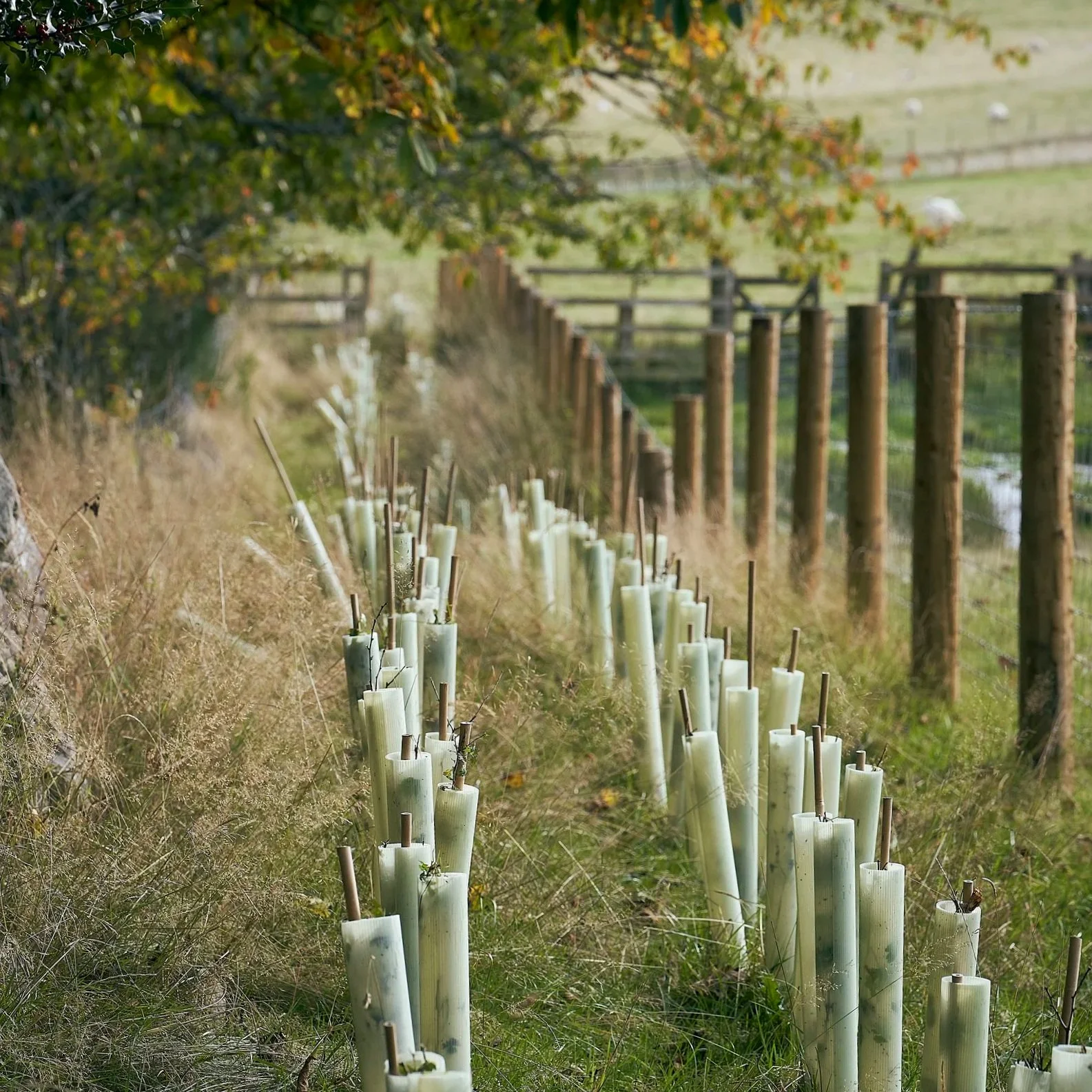 Newly planted native hedgerow protected with guards and canes