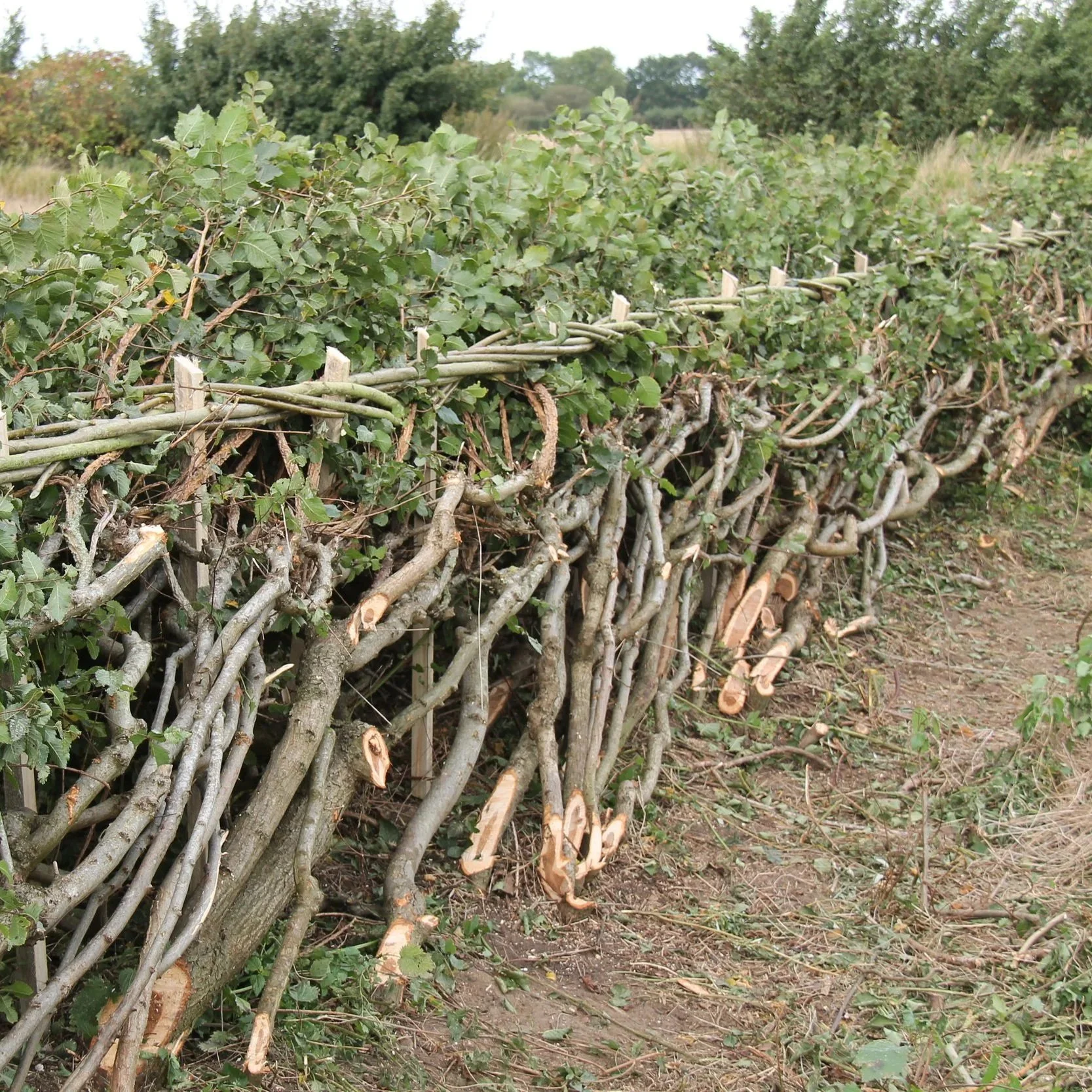 Traditional laid hedge creating a stockproof and wildlife-friendly boundary. Midlands bullock style