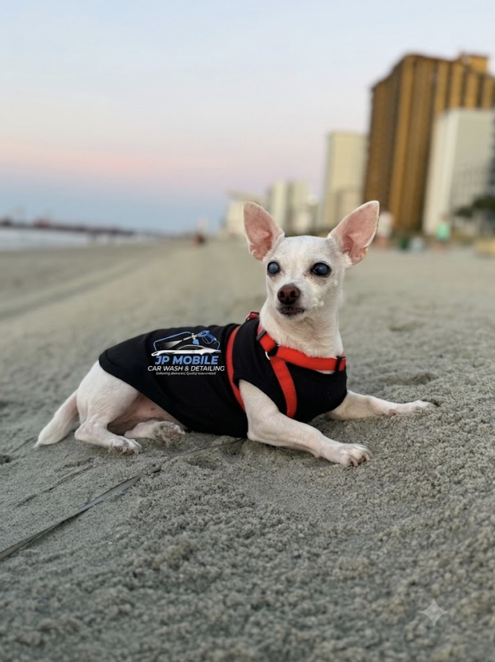 Small white dog with large ears lying on sandy beach at sunset, wearing a black and red coat with 'JP Mobile Car Wash & Detailing' logo, and tall buildings in the background.
