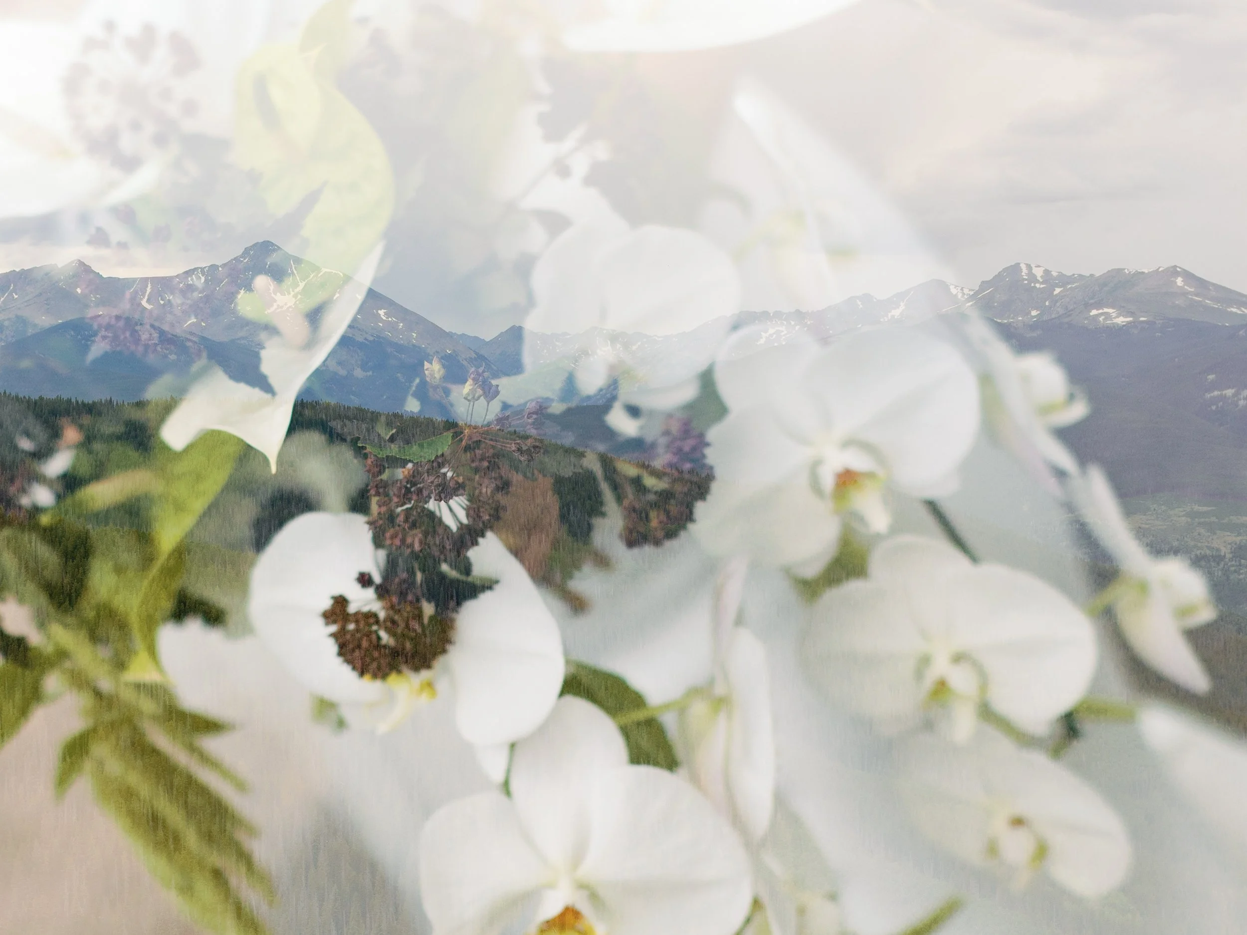 A layered double exposure of white orchid flowers and a mountain landscape with snow-capped peaks and green forests.