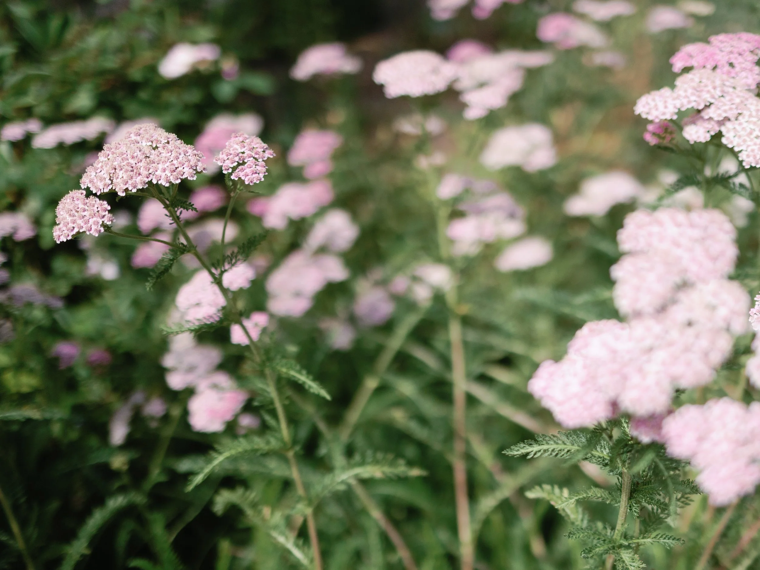 Pink and white small flowers blooming on green plant stems in a garden.