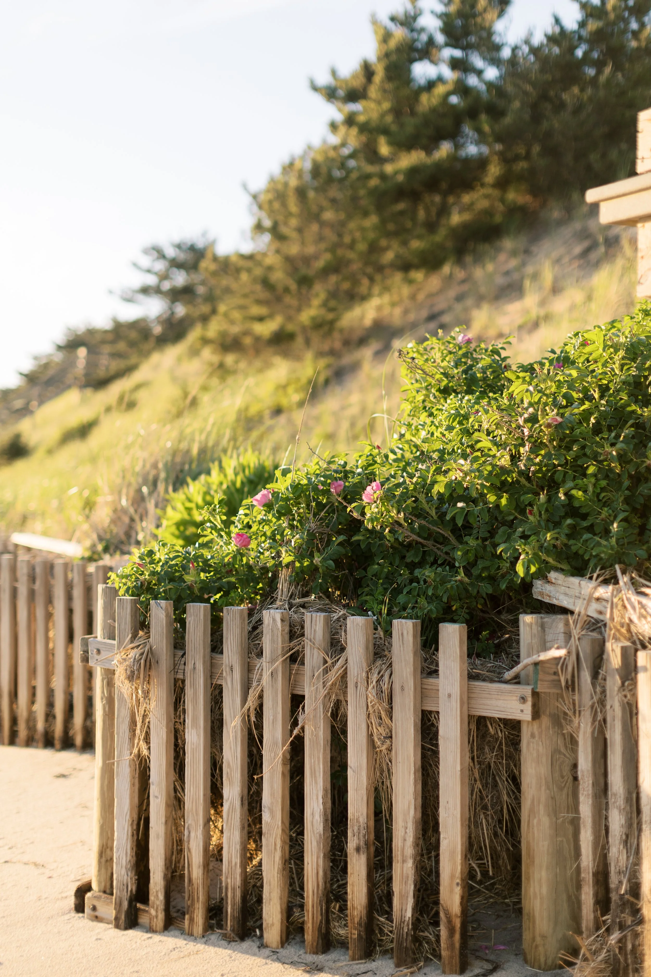 Wooden beach fence with pink flowering plants growing behind it, on sandy ground, with green hillside and trees in the background during daylight.