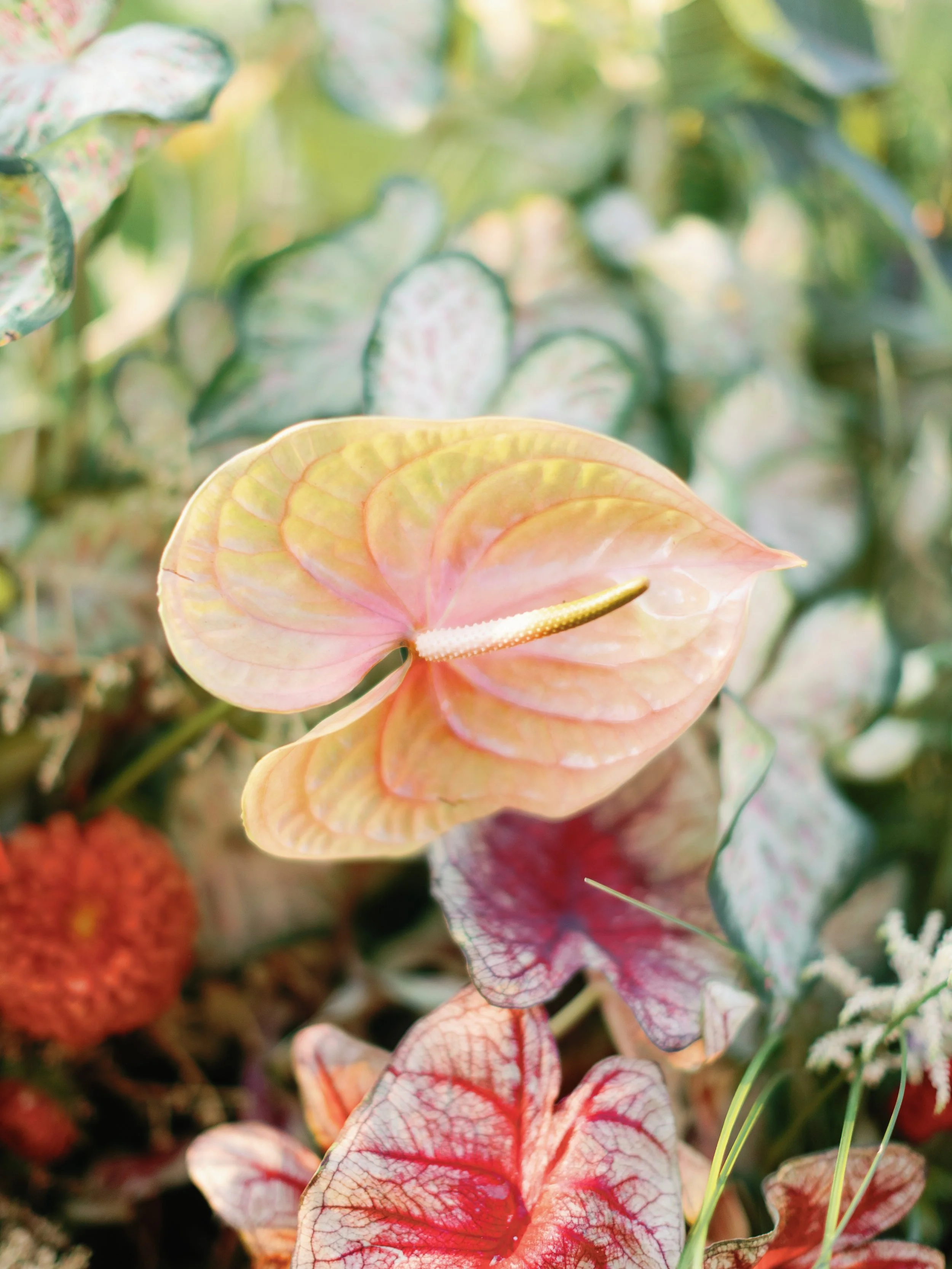 Colorful tropical plants with an anthurium flower featuring a pale pink and yellow blossom surrounded by variegated green, pink, and red leaves.