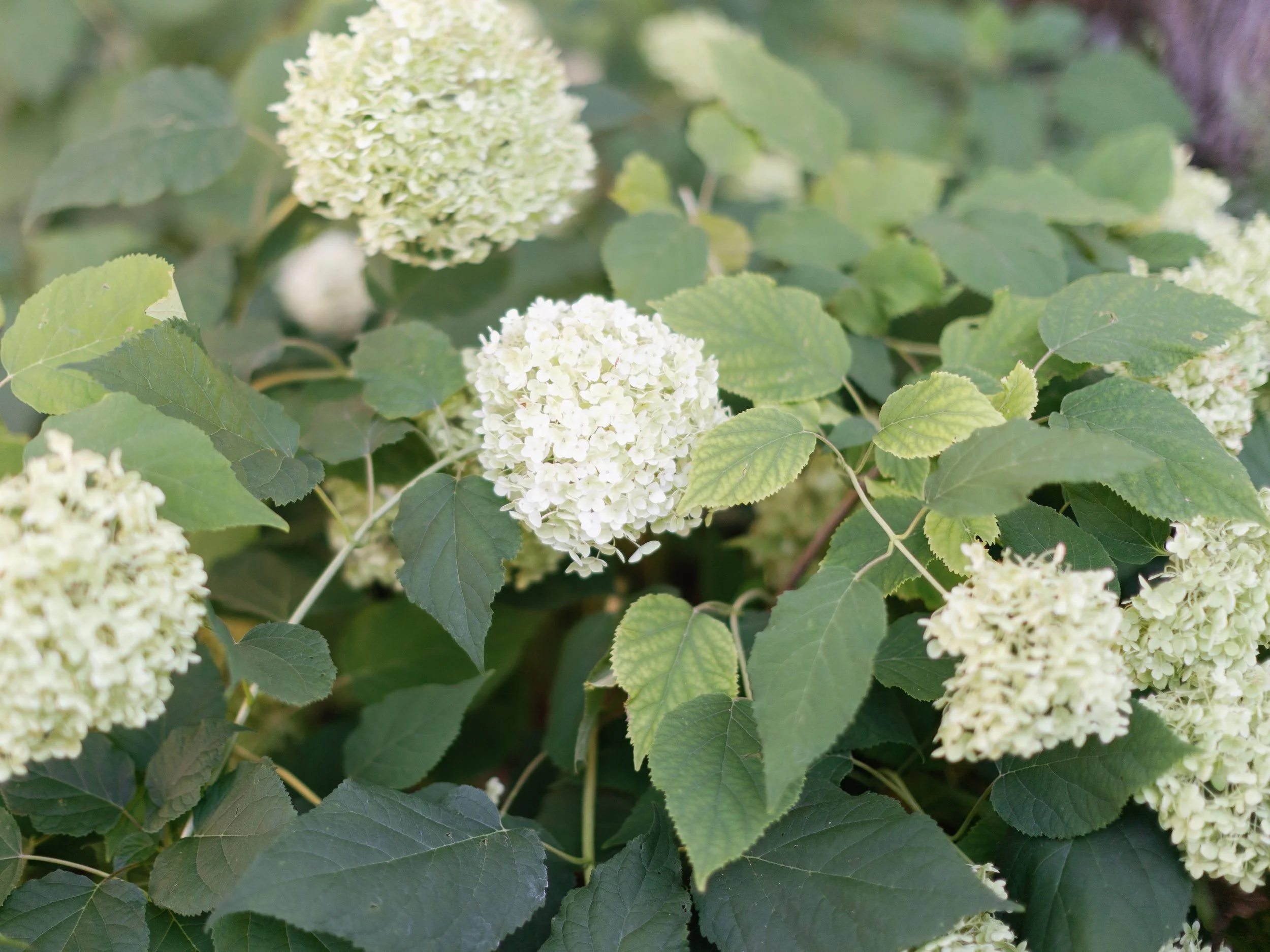 White hydrangea flowers among green leaves.