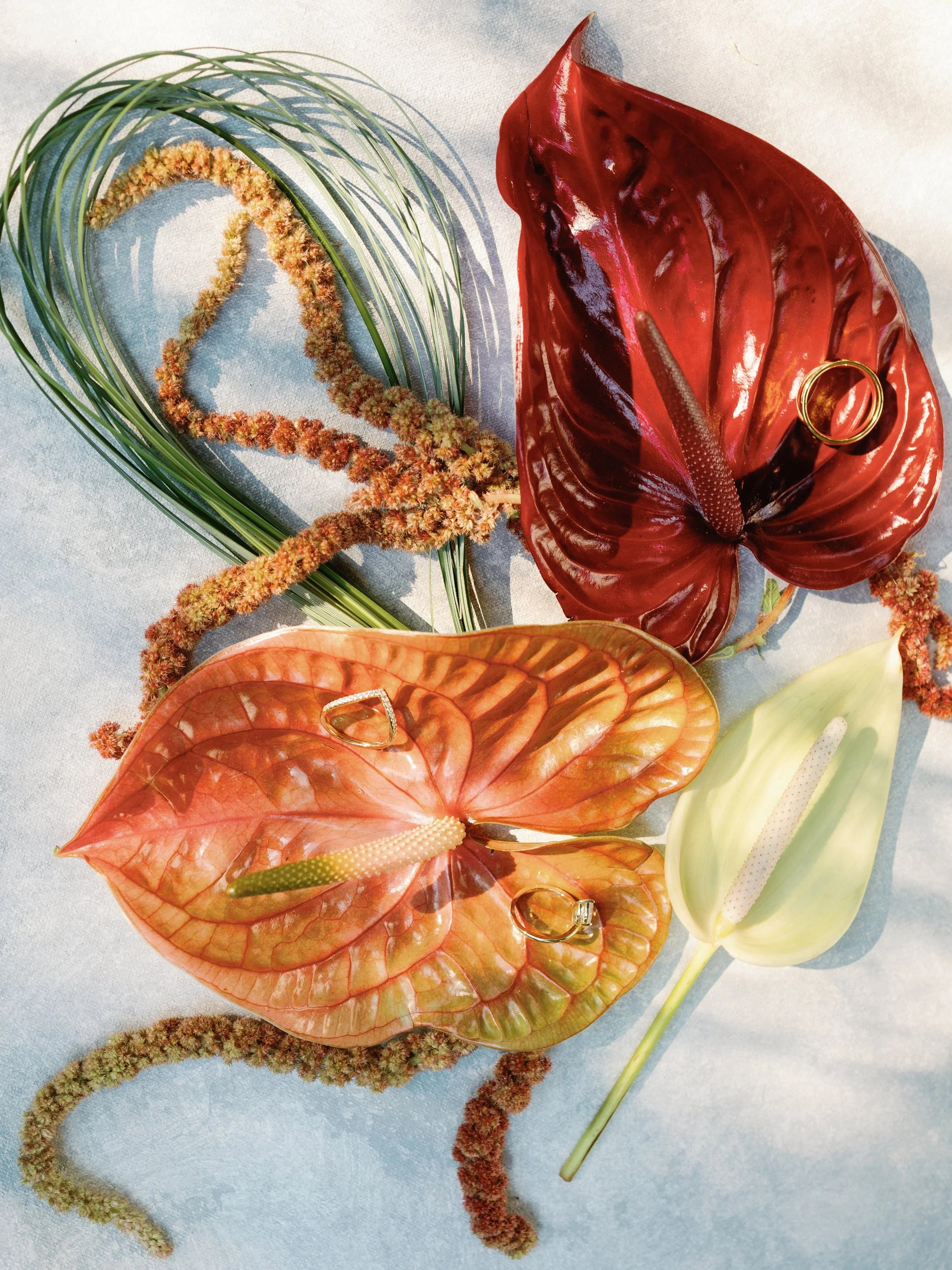 Colorful anthurium flowers with rings on their spadices, surrounded by wilting anthurium leaves and amaranthus flowers on light background.