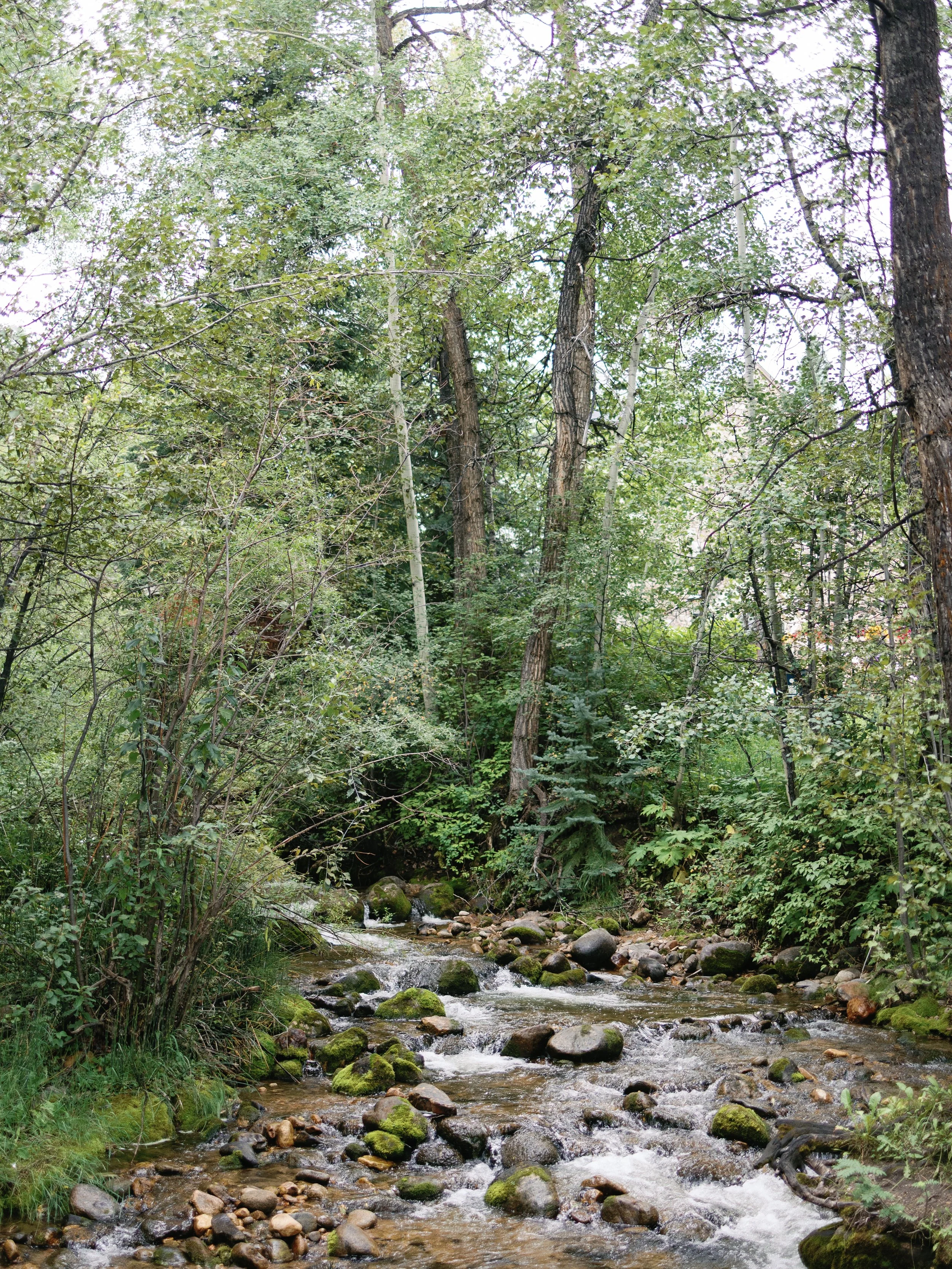 A small mountain stream flowing over rocks surrounded by dense green trees and shrubs.