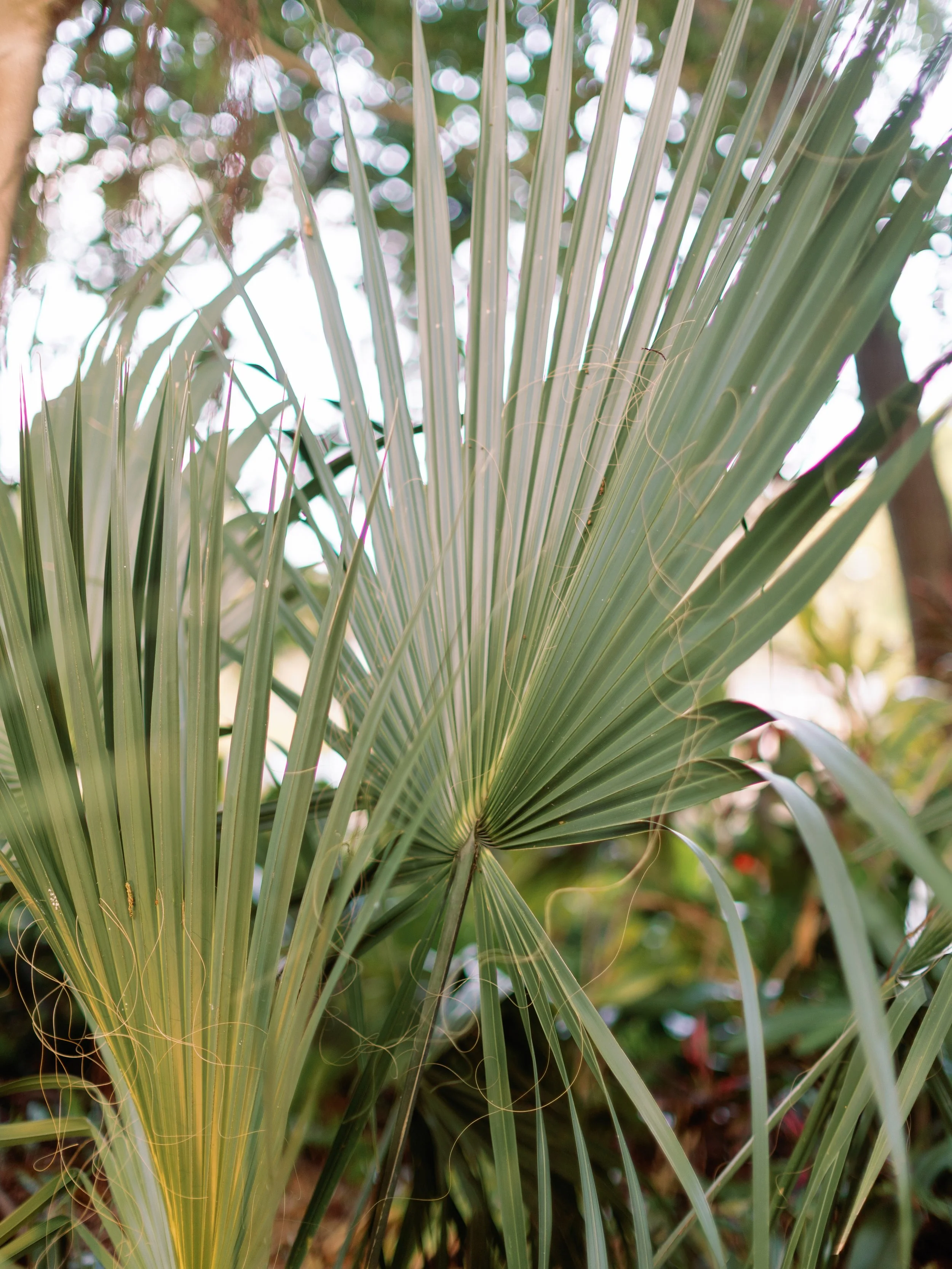 Close-up of green palm leaves with sunlight filtering through.