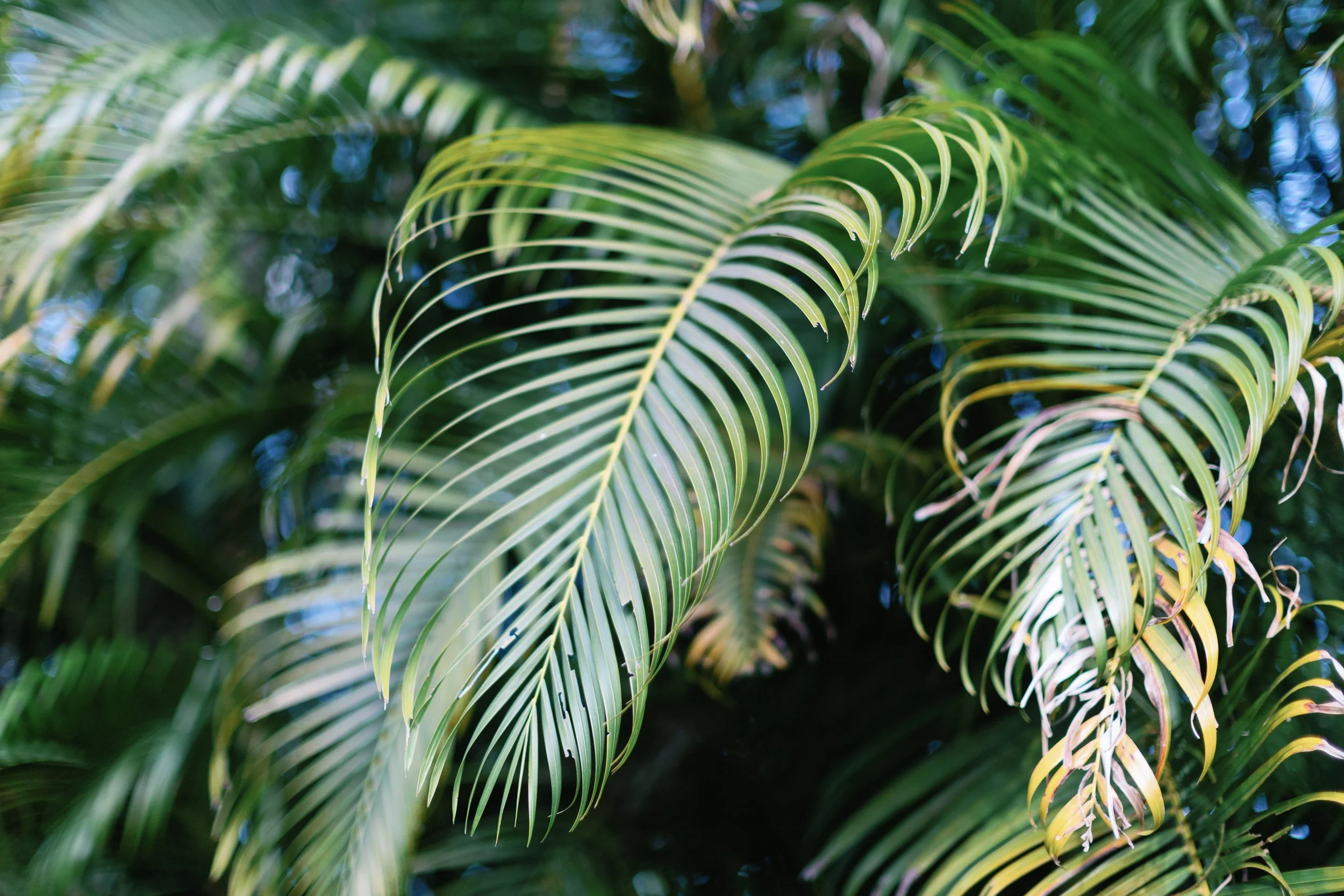 Close-up of green palm leaves with sunlight filtering through.