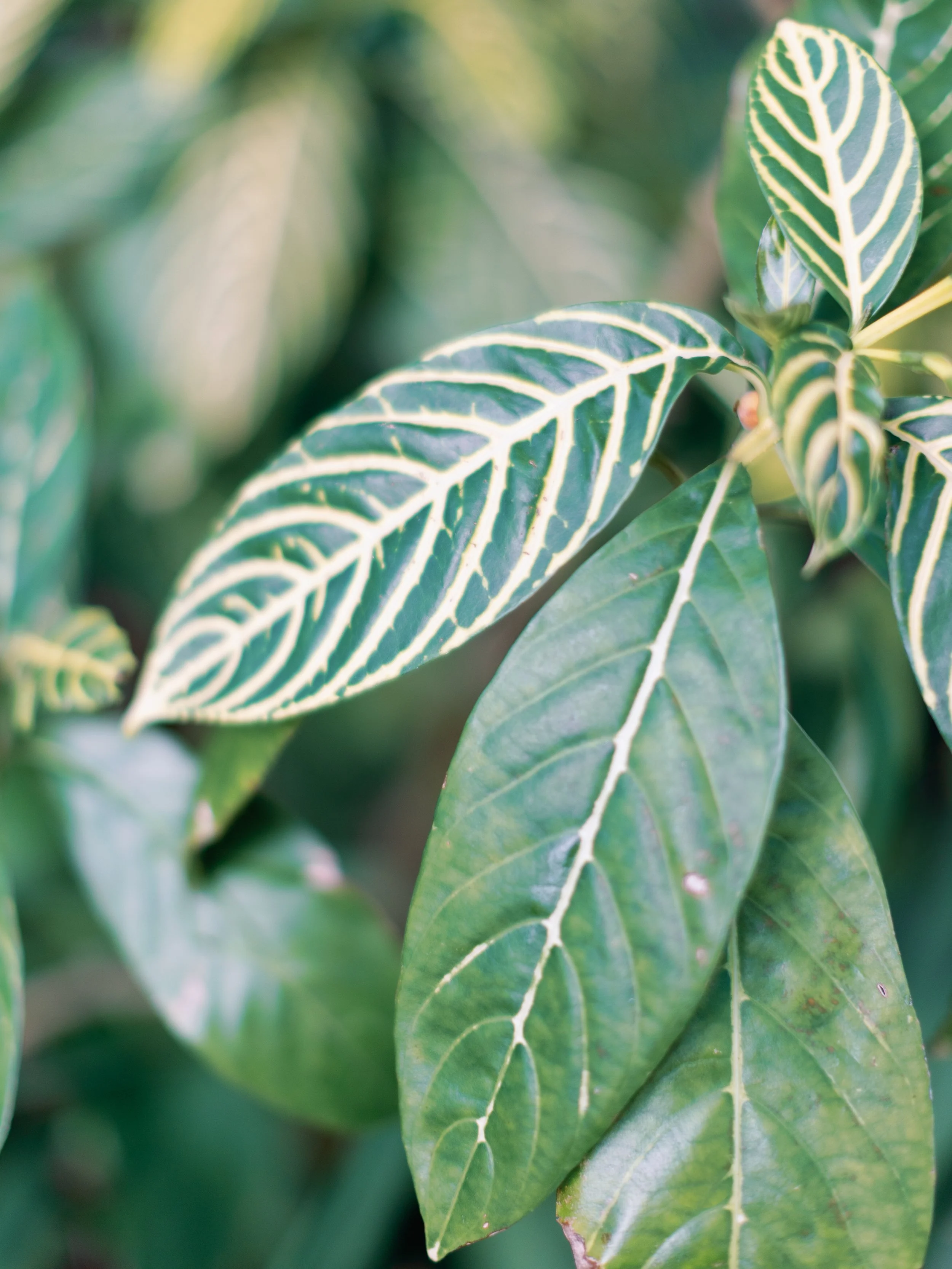 Close-up of green leaves with prominent white veins on a plant.