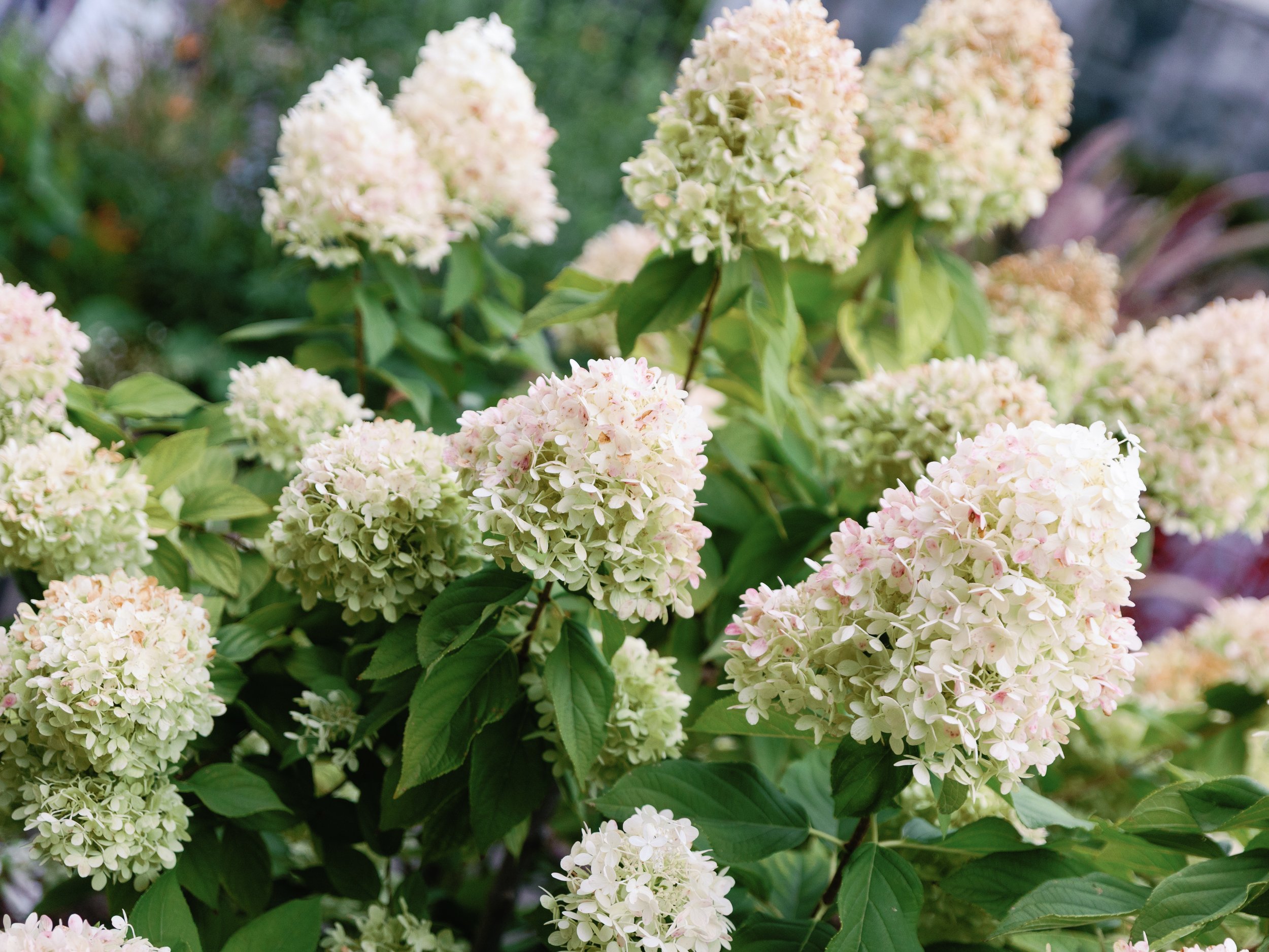 Clusters of white and pale pink hydrangea flowers surrounded by green leaves in a garden.