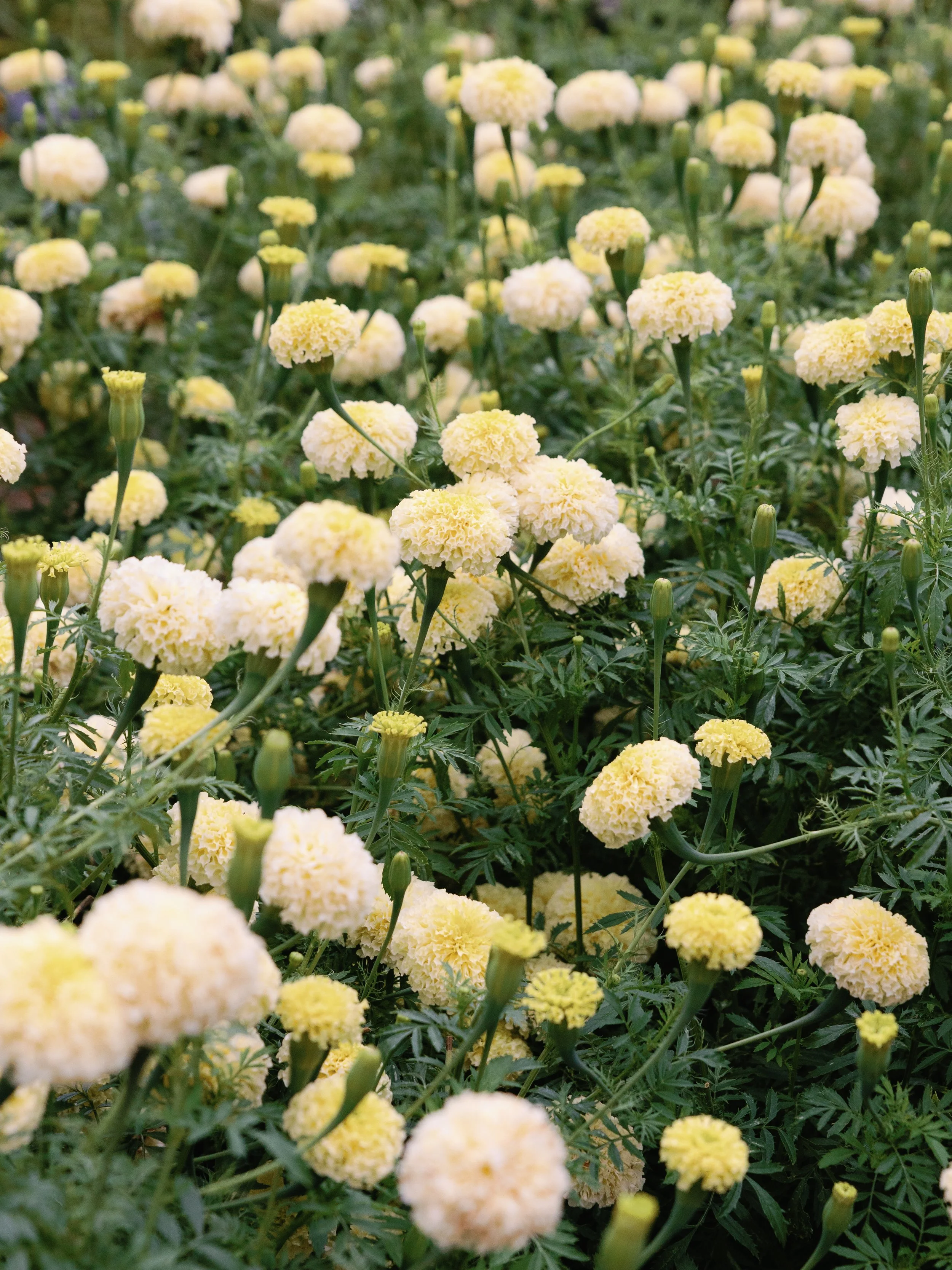 Close-up of white and light yellow marigold flowers growing in a garden.