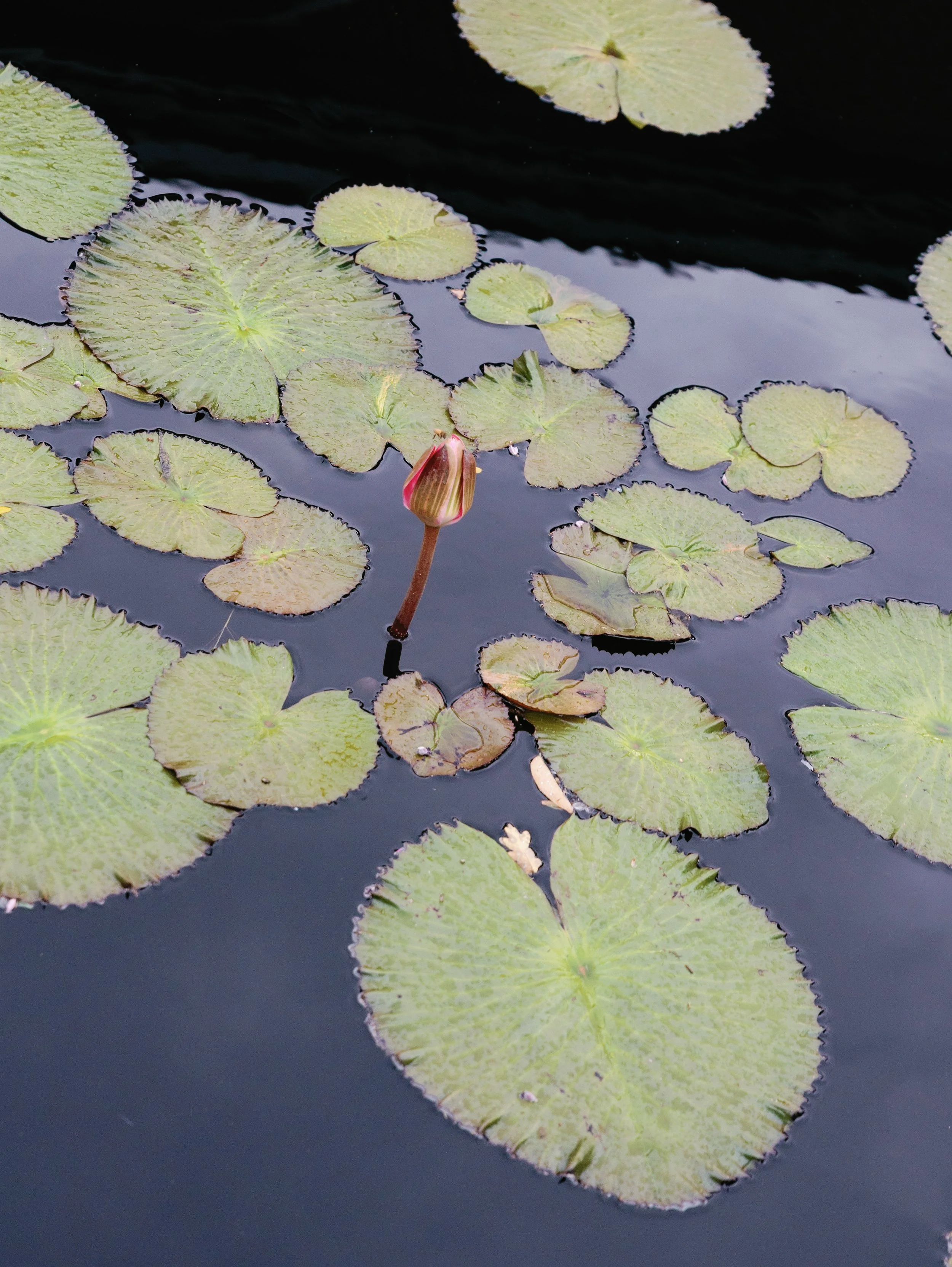 Water lilies with green, round leaves floating on dark water, with a bud about to bloom in the center.