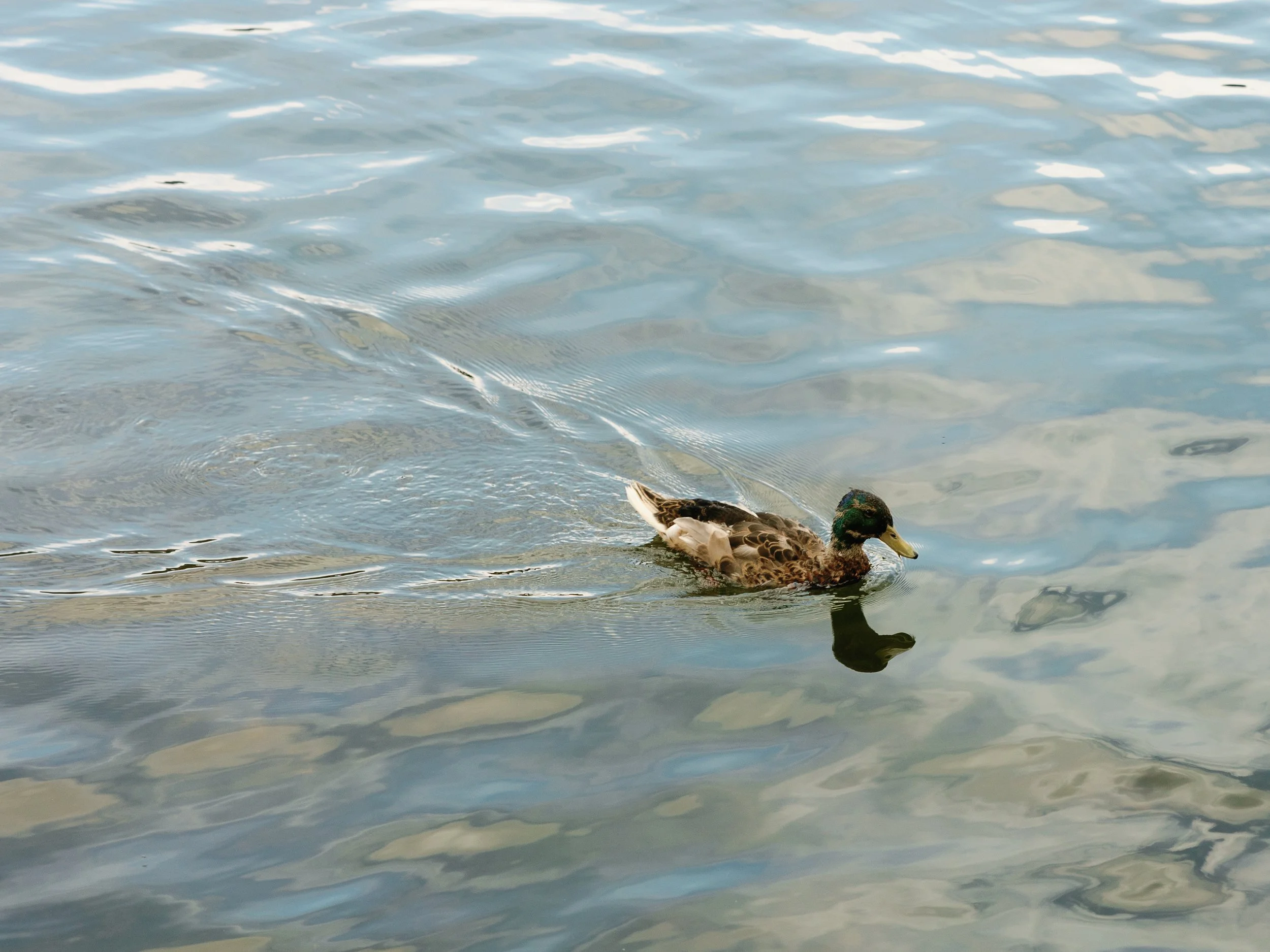A mallard duck swimming in a body of water.