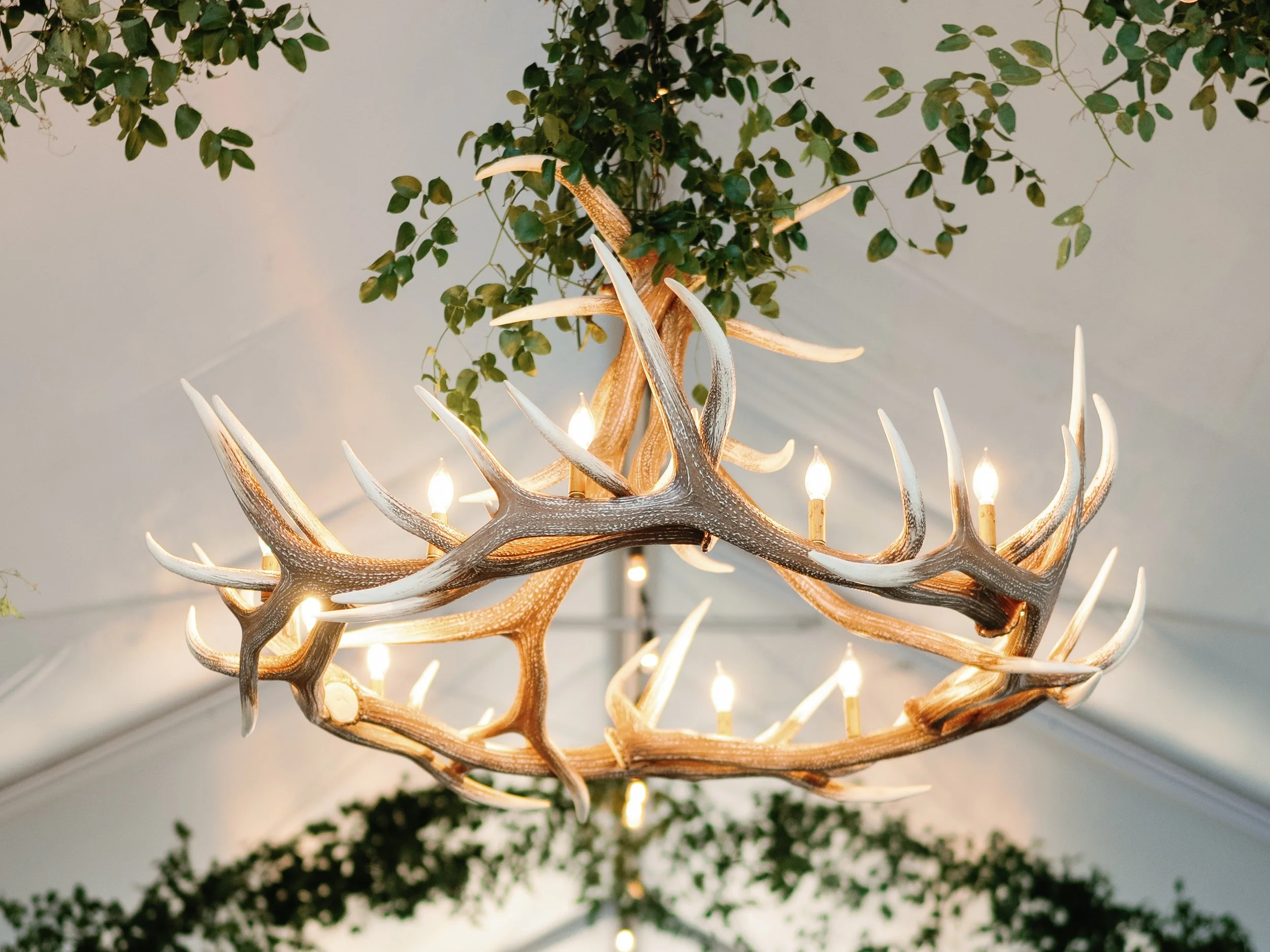 Chandelier made of antlers hanging from ceiling, surrounded by greenery and white ceiling.