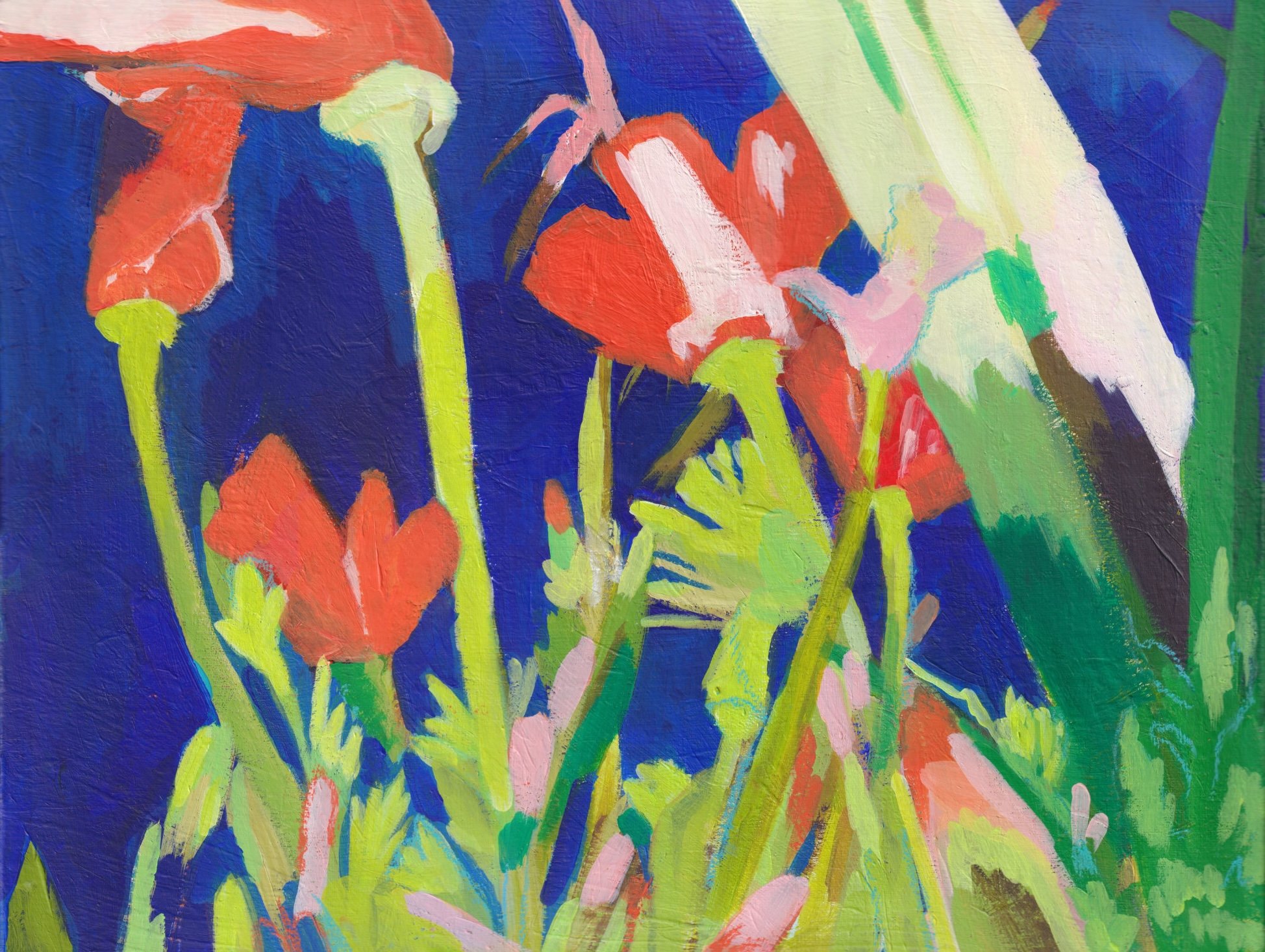 night-poppies.jpg