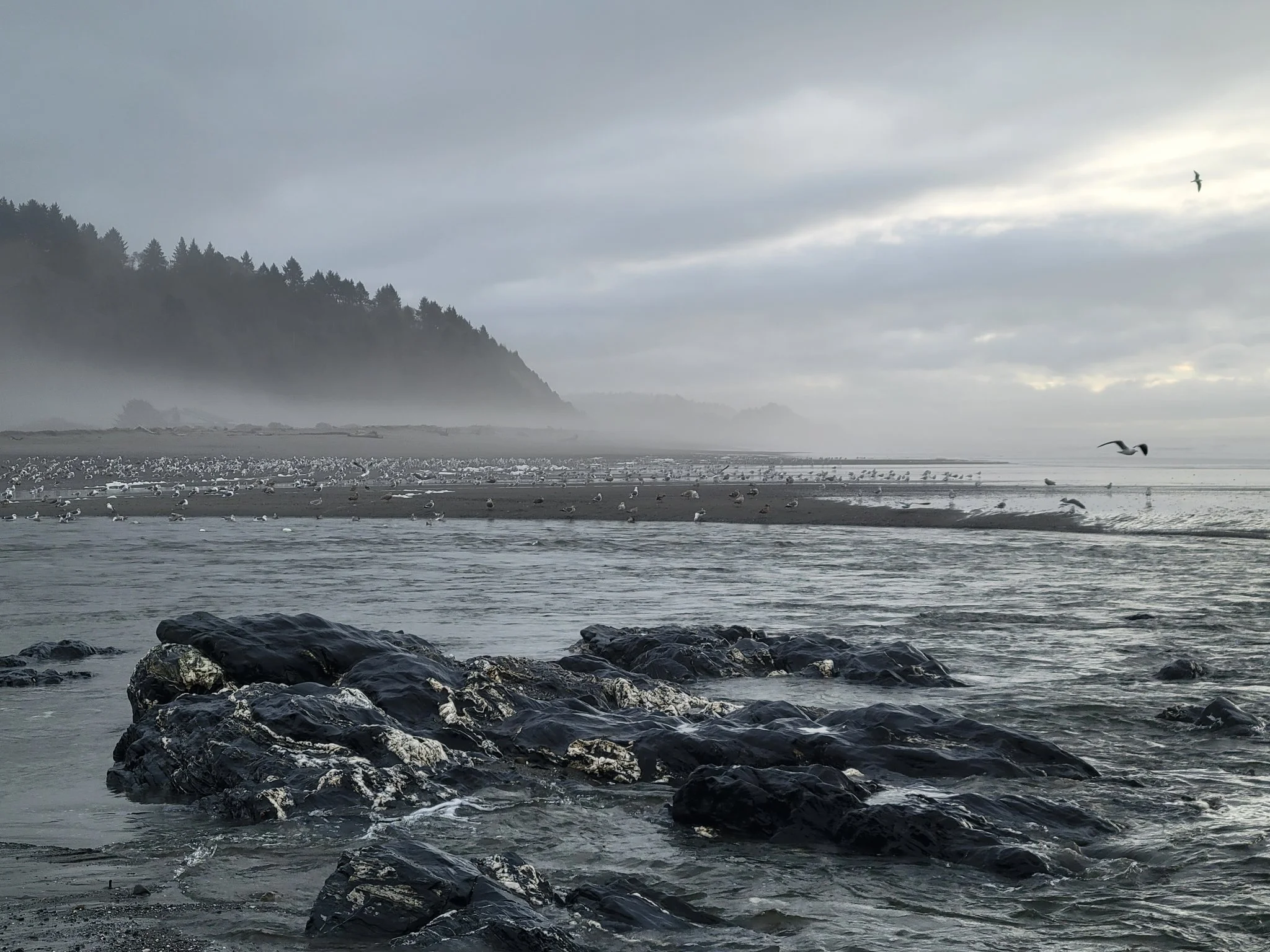Trinidad tide pools .jpg