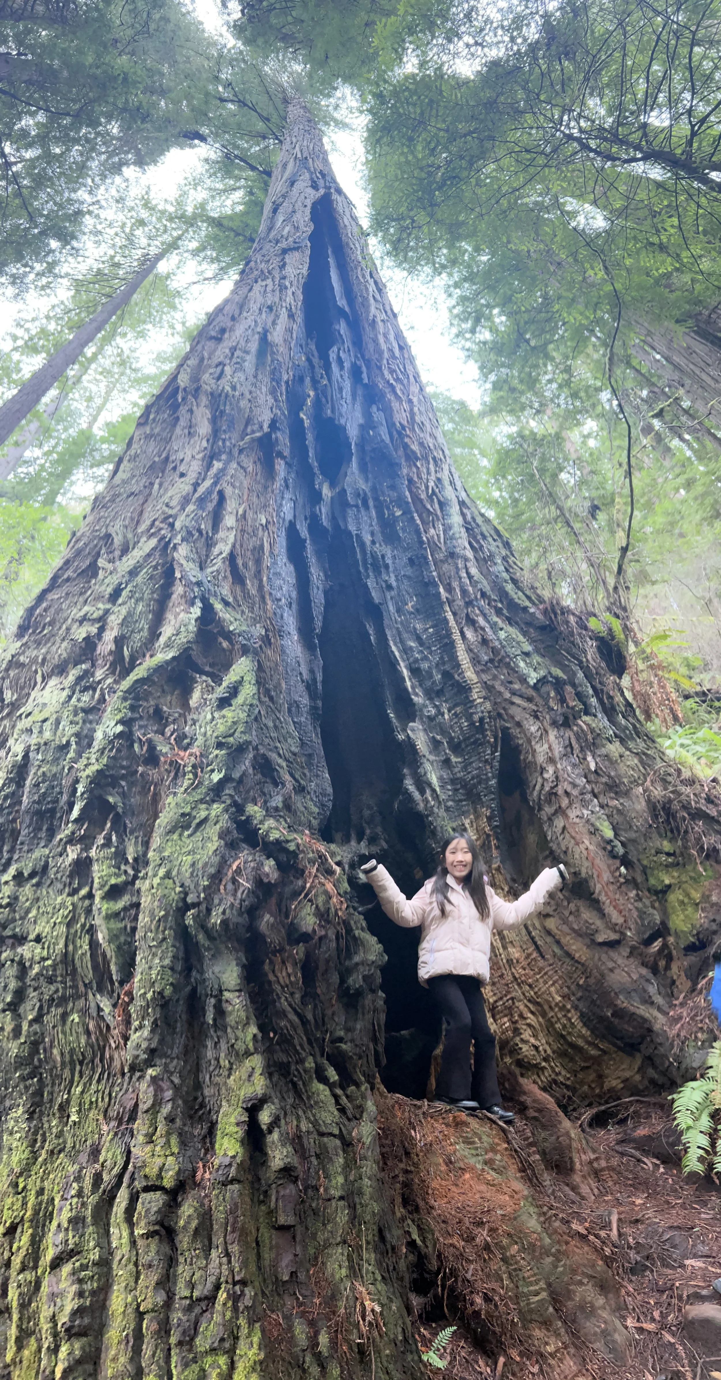 Redwood National Park Tour