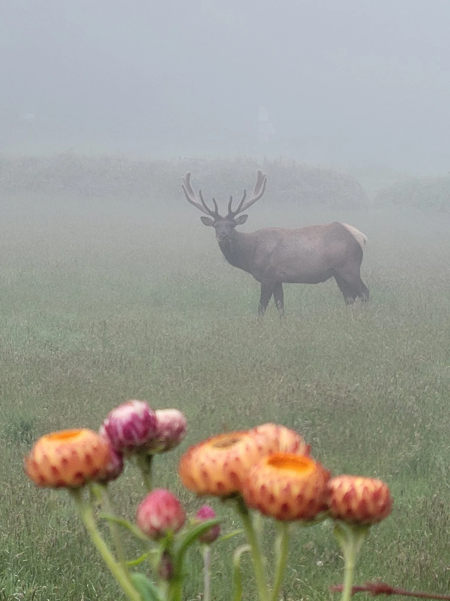 Trinidad Elk.jpg