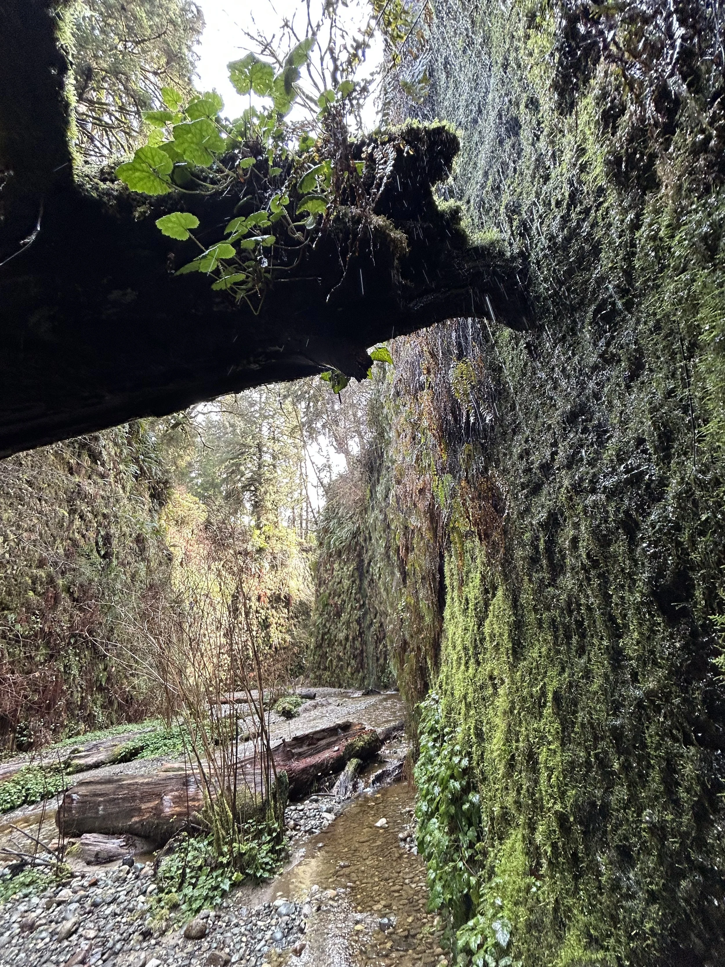 Fern Canyon Adventure