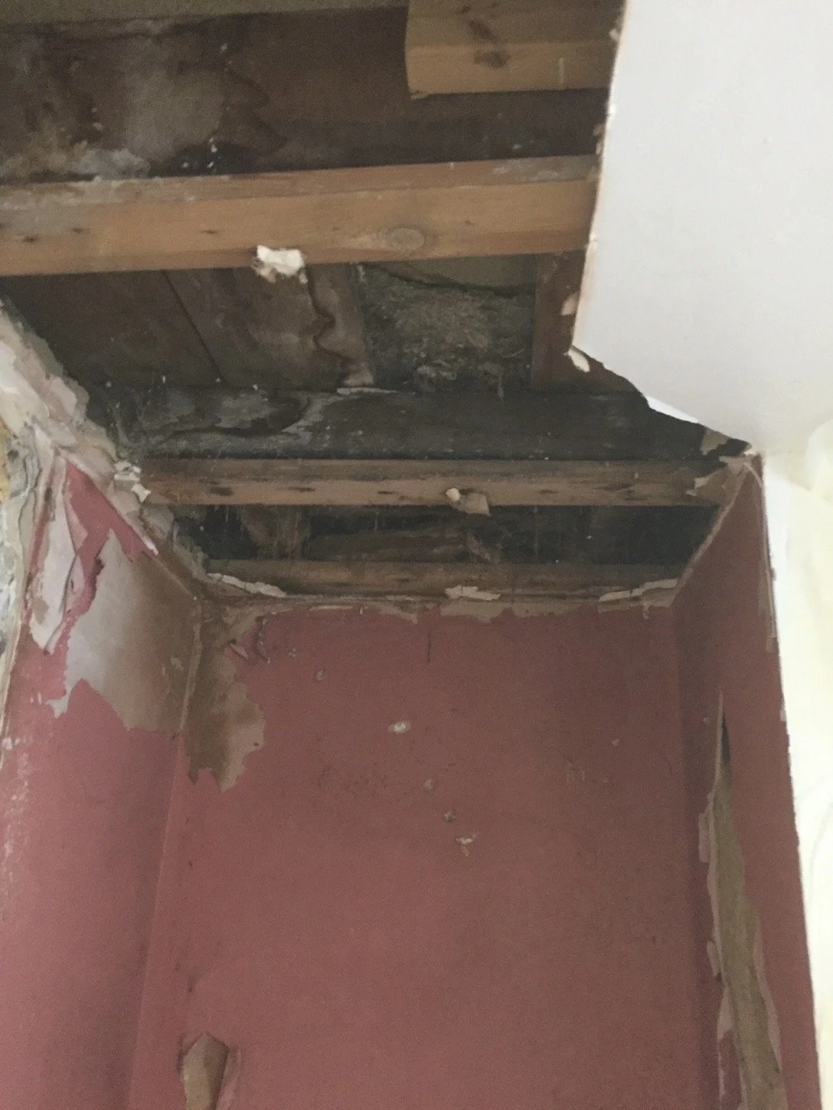 Existing lower-ground-floor wall and ceiling showing extensive damp damage before remedial works began.
