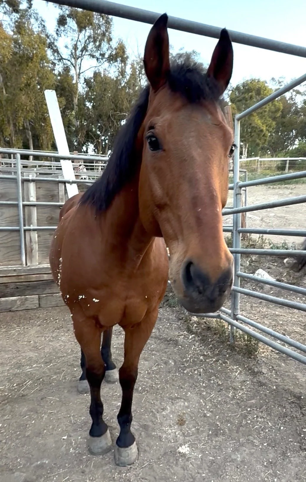 A brown horse standing in an outdoor enclosure with metal fencing, trees, and a dirt ground.