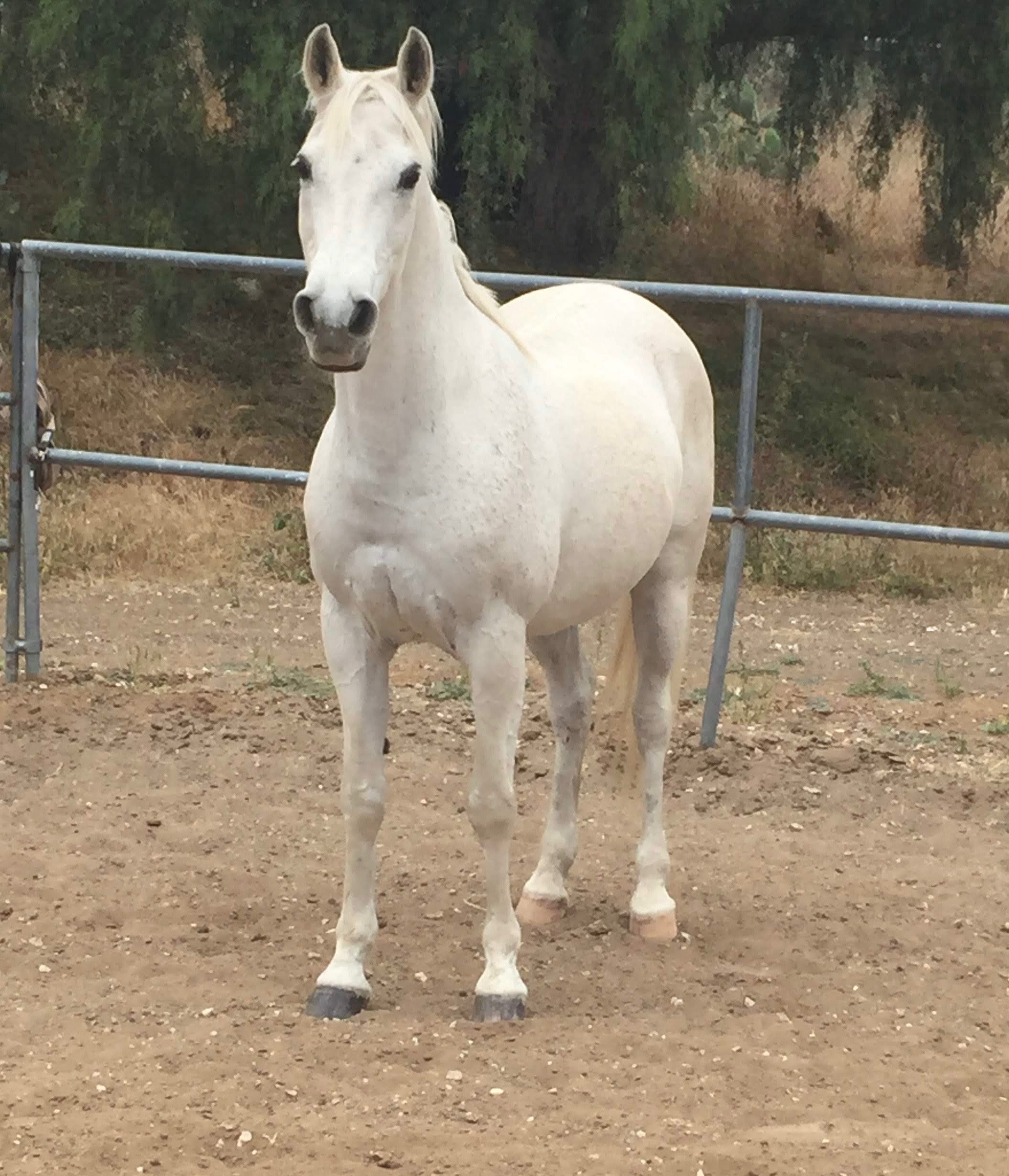 White horse standing in an outdoor enclosure with a metal fence, trees in the background, and dirt ground.