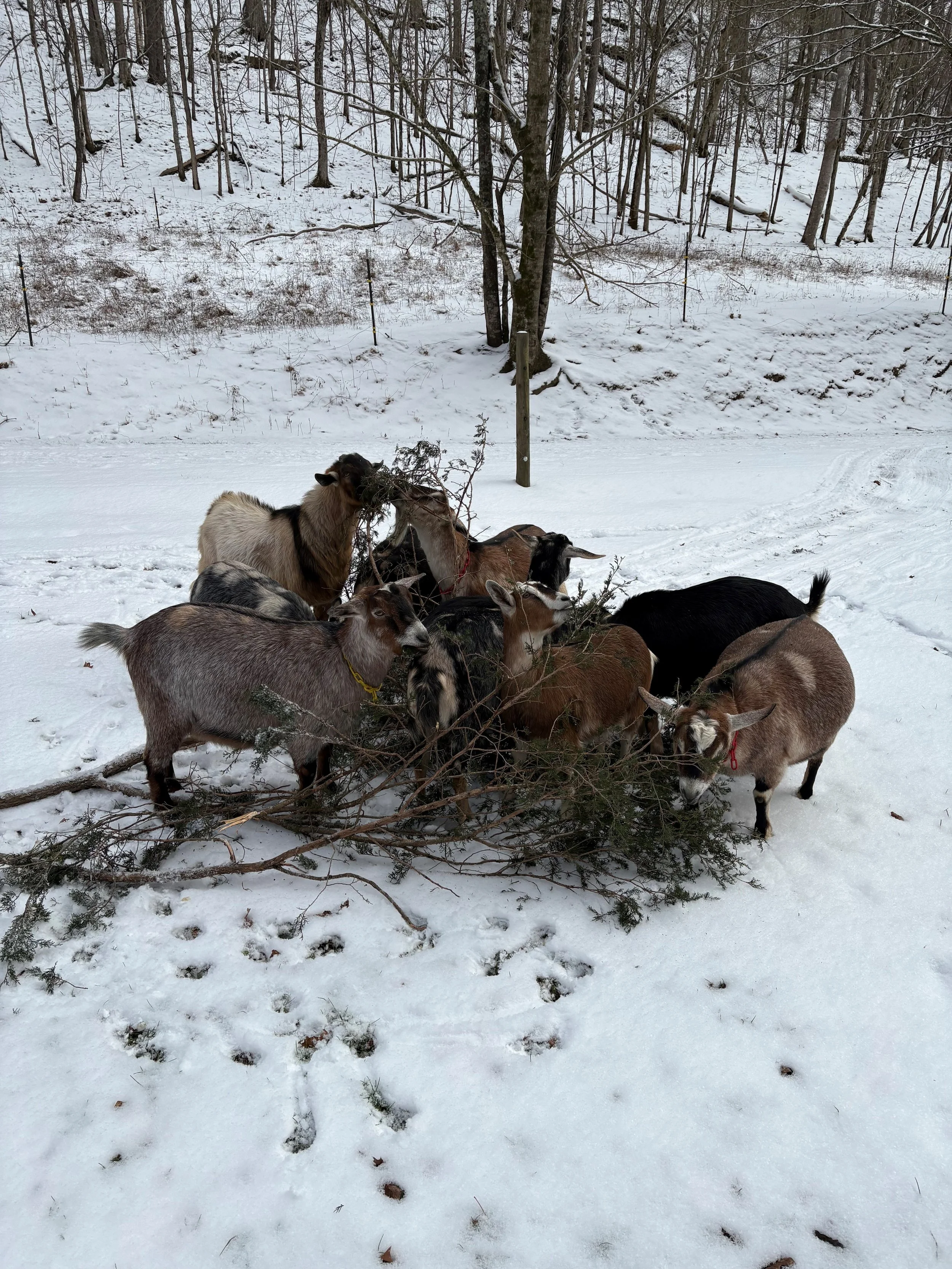 Farm Diary January 2026