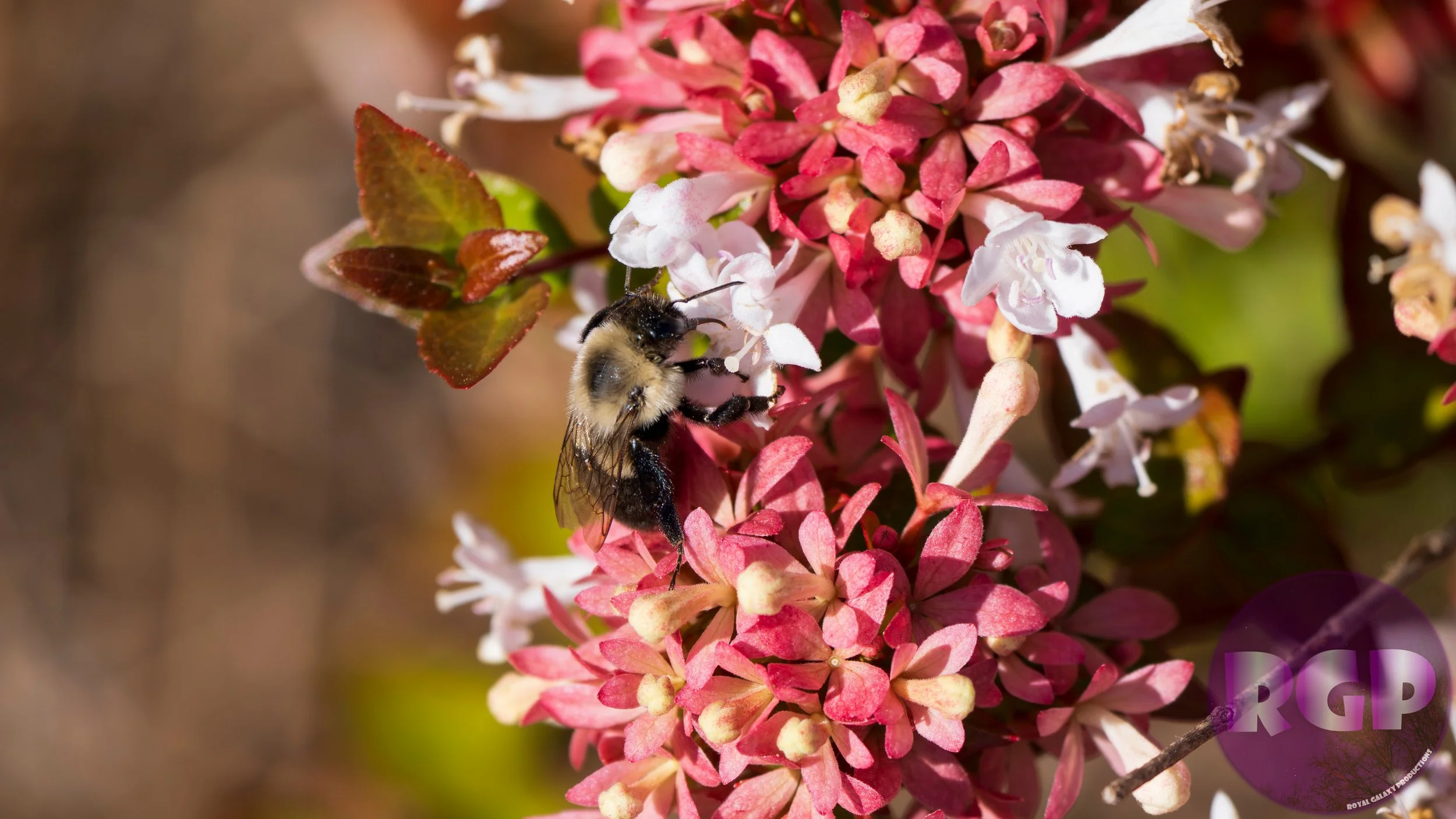 Bee 3_09_30_2026.JPG