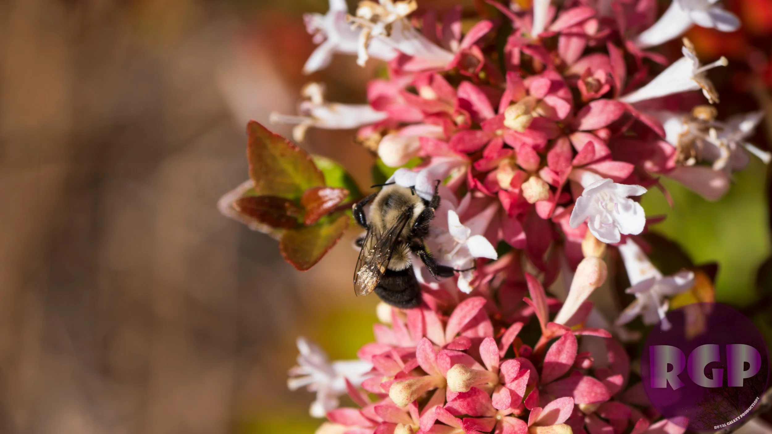 Bee 4_09_30_2026.JPG