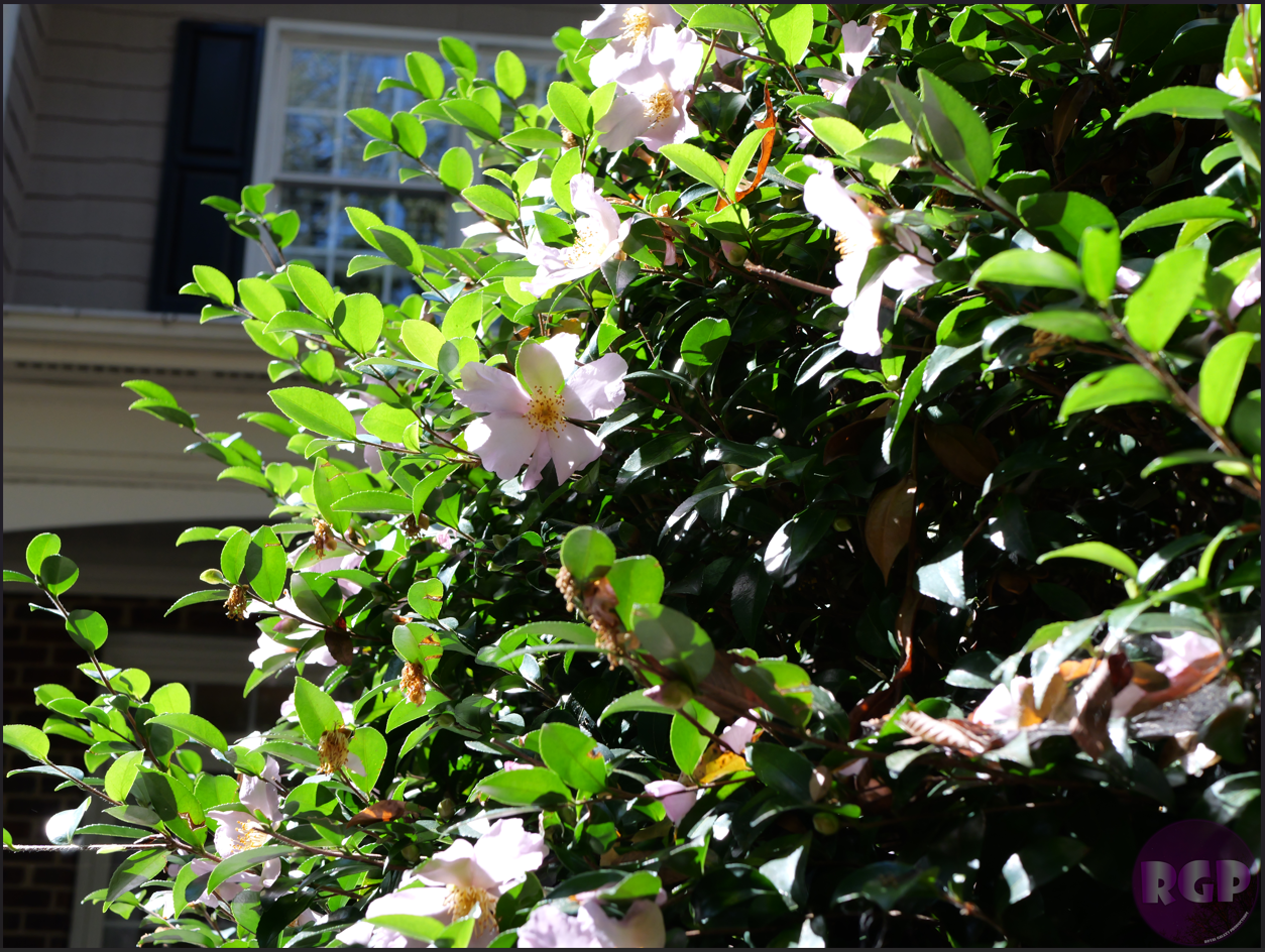 Flower 2.png