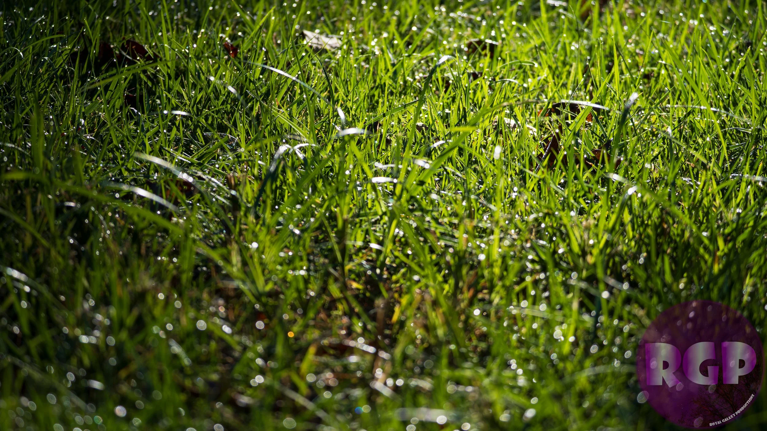 Grass_09_26_2026.JPG